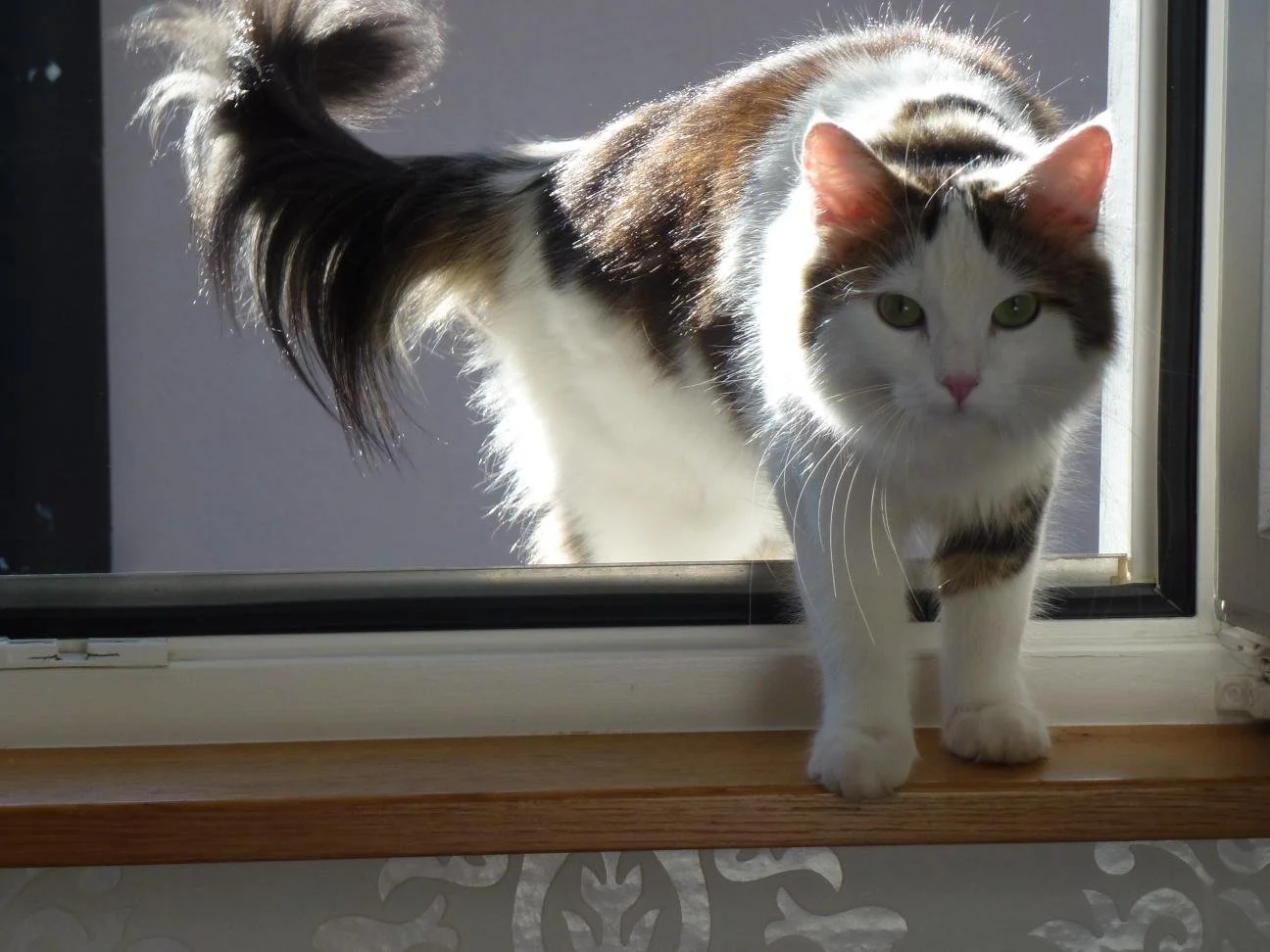 Lilu-Suche 2014 Oktober.JPG