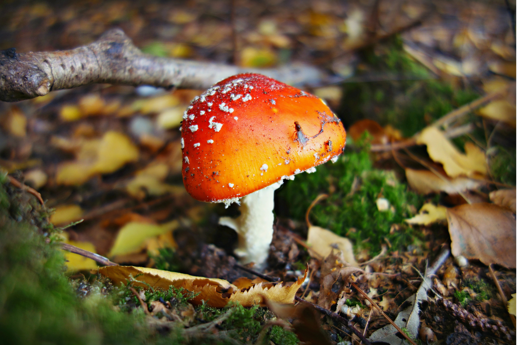 Afl. 36 - Herfst in Nederland