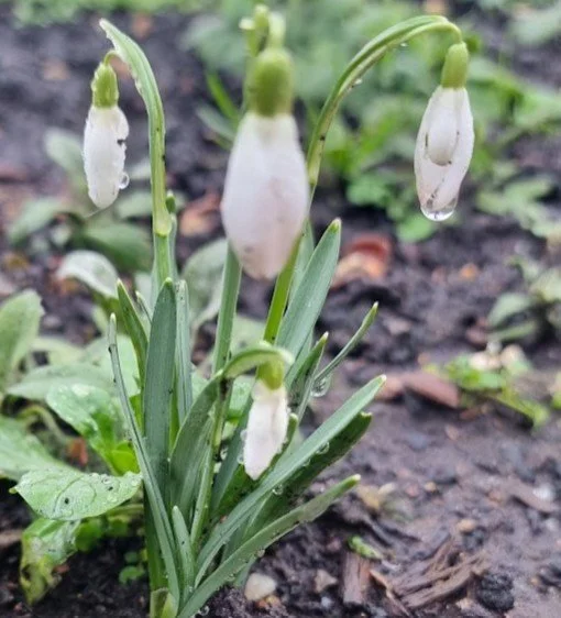 Close-up of snowdrop flowers with white petals and green stems growing from the soil.