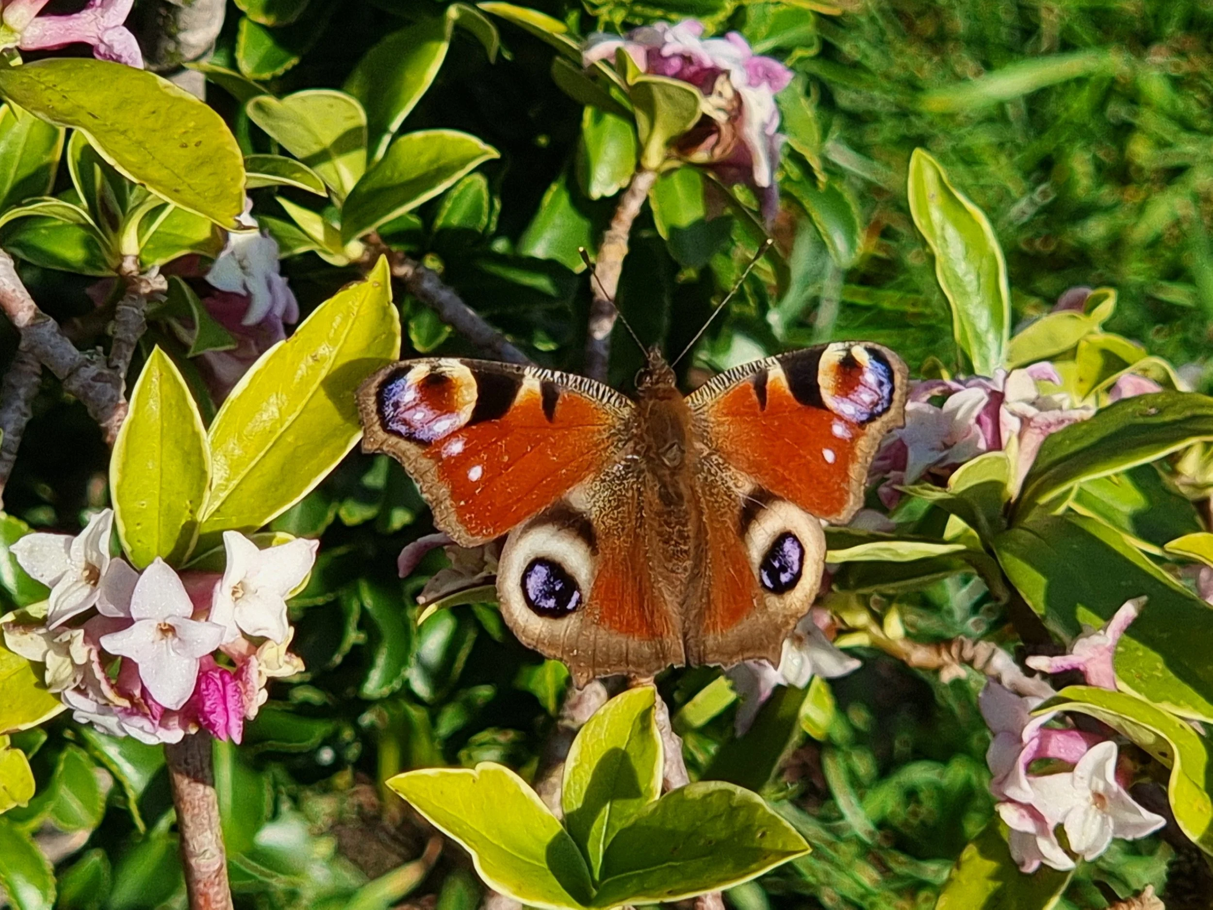 A butterfly with orange, black, and eye spot patterns on its wings perched on green and pink flowering shrub.