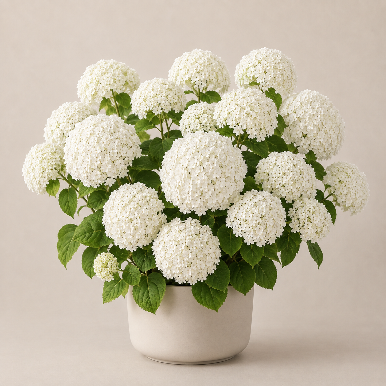 hortensie weiss garten