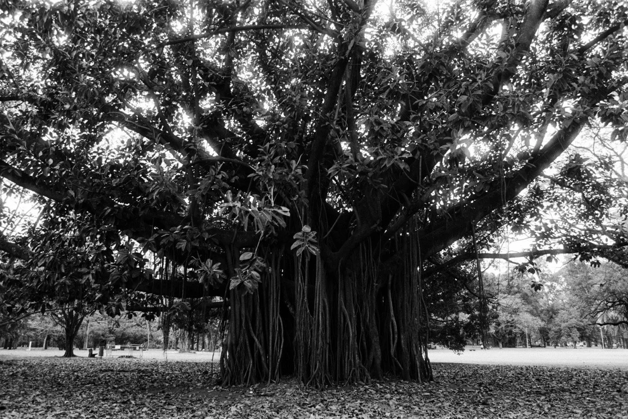 LauraNadal_ImagesFromSaoPaulo_2025-2.jpeg