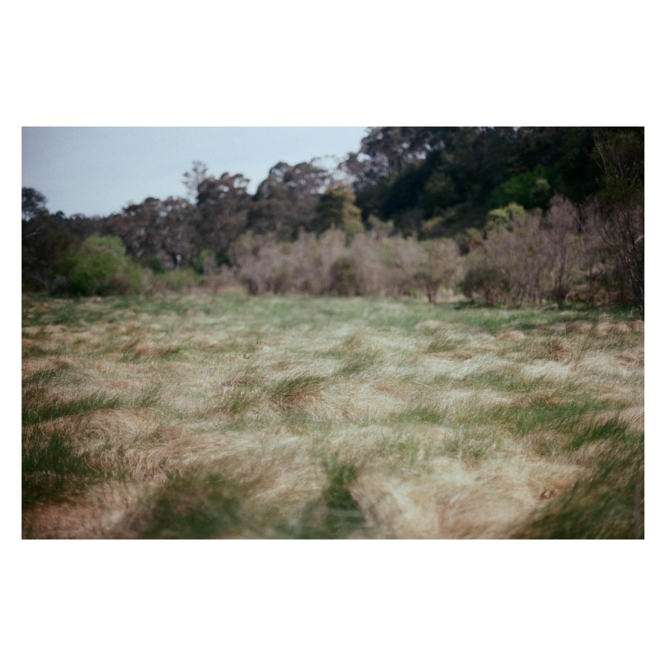 A rather dreamy couple of photos. Cheeky few more film pics for the feed! I&rsquo;ve also noticed I&rsquo;m quickly exhausting my stock of postable photos from this last batch of film&hellip; I must take more. 
.
.
. 
Canon F-1n
Fuji 200
Film develop
