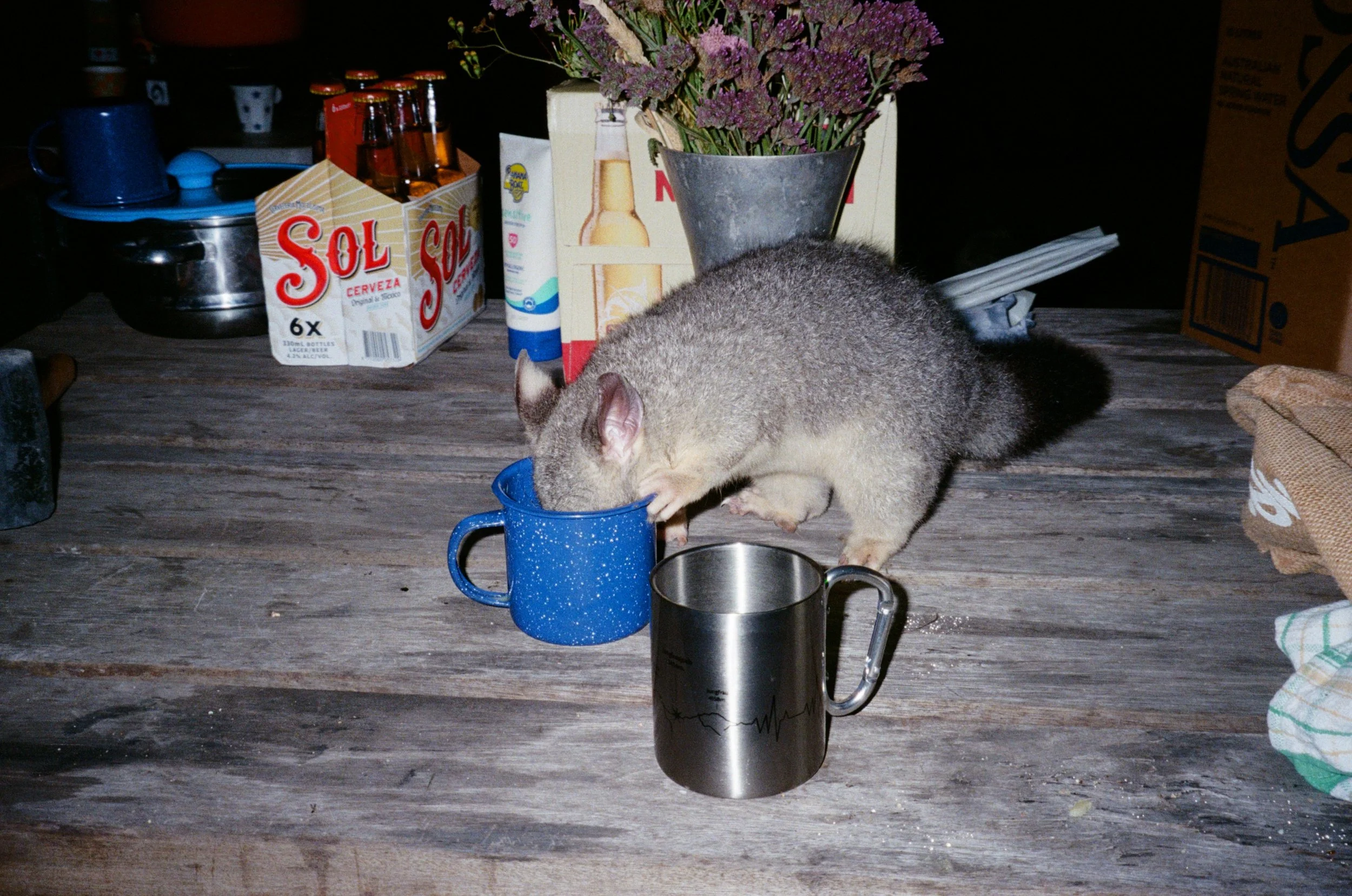 A large australian brushtail possum on a wooden table and drinking from a blue mug. The table has various objects including a metal mug, a box of Sol beer bottles, a vase with purple flowers, a box of paper napkins, and some other containers.