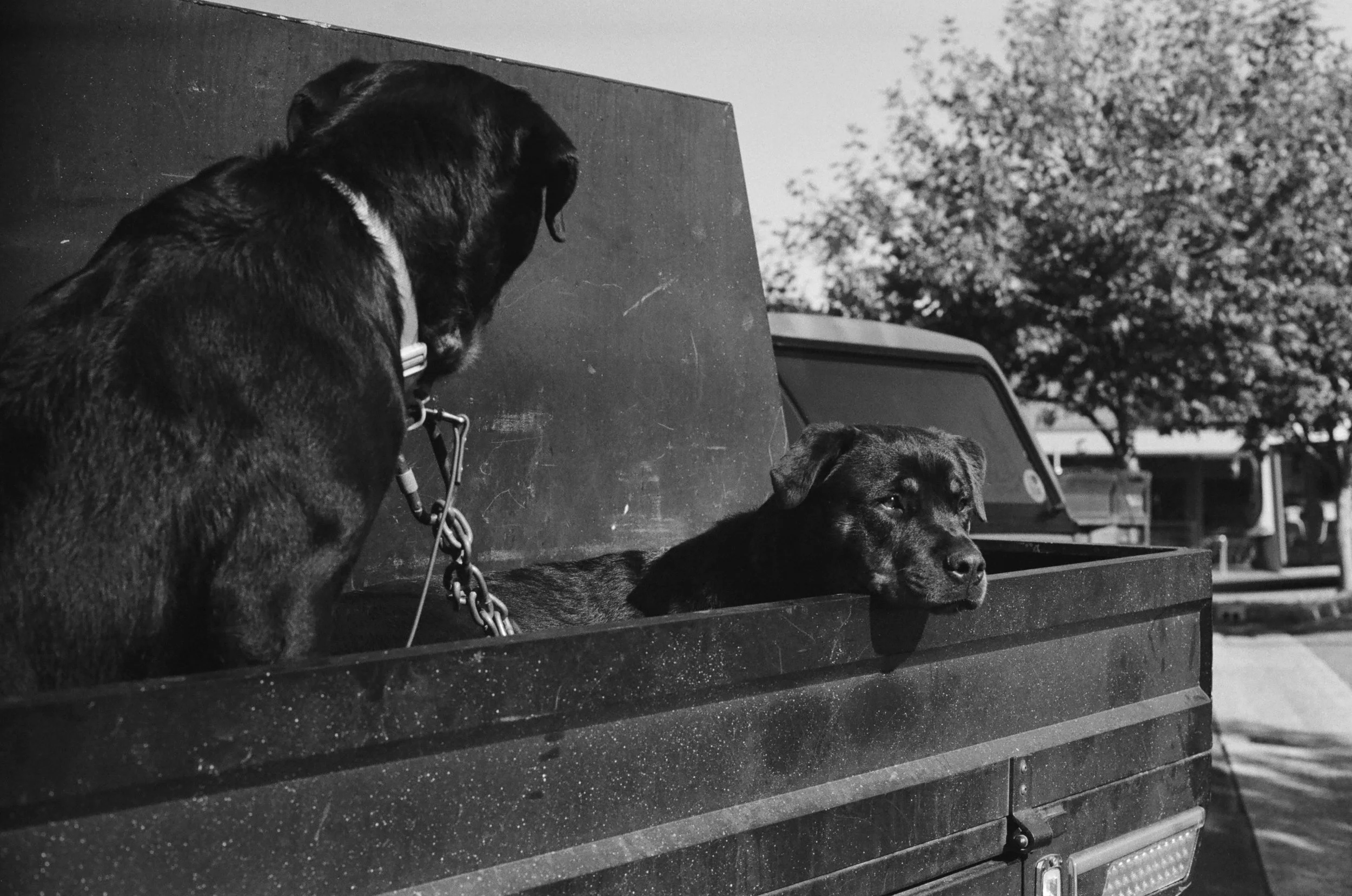 Two dogs resting on the back of a truck bed, one standing and the other lying down, with a tree and vehicles in the background.