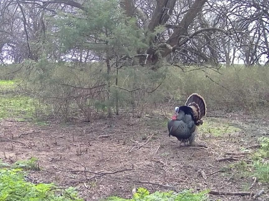 An image of wild turkey
