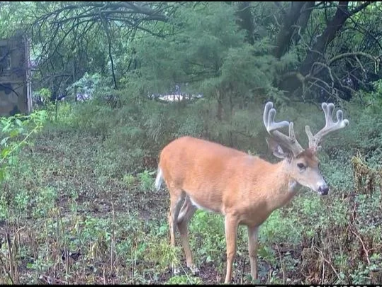 An image of white tail deer