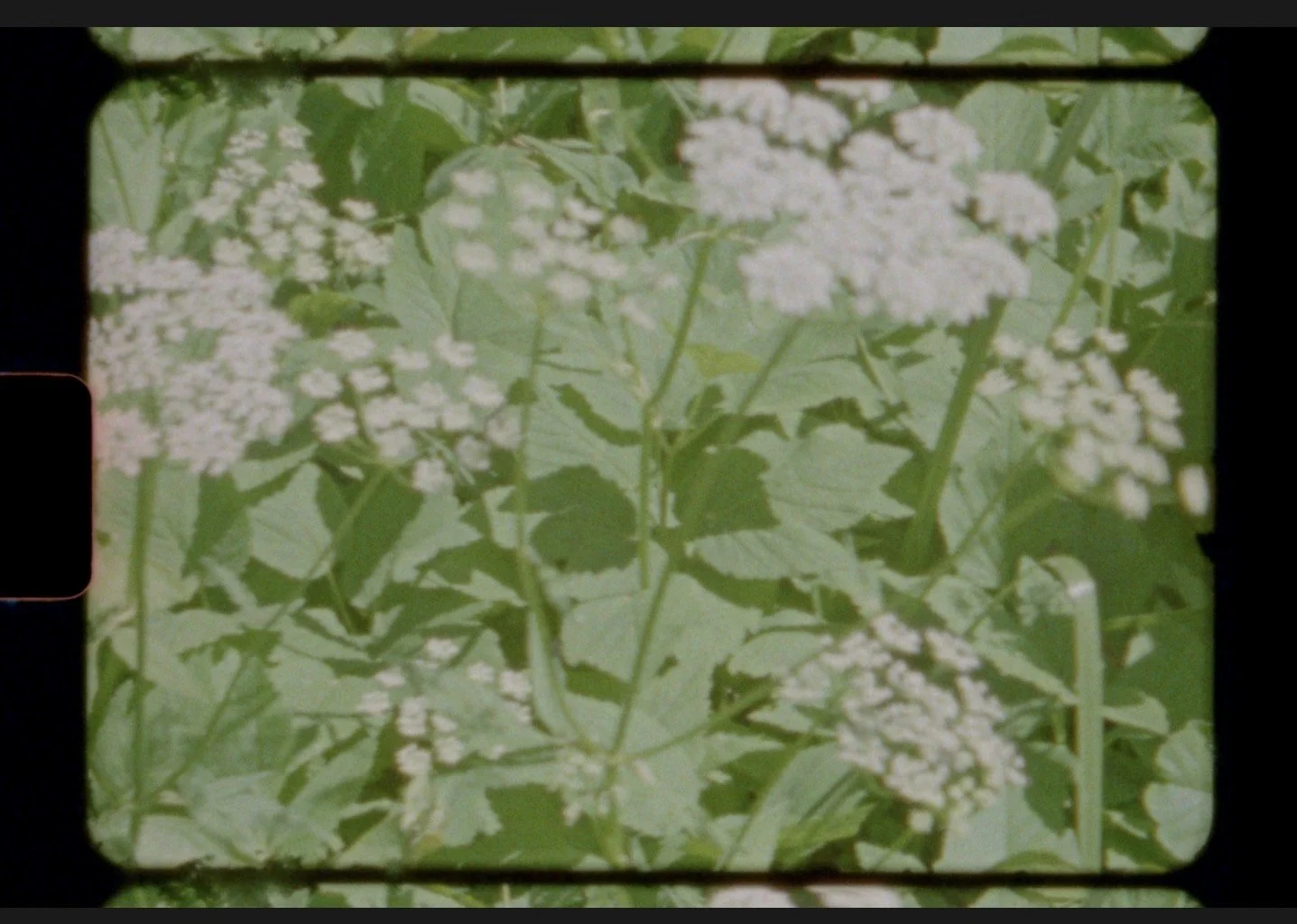 Vintage feeling flowers, Super-8 first look videography at Seiberling Nature Realm Akron Ohio-Lexi Storm films