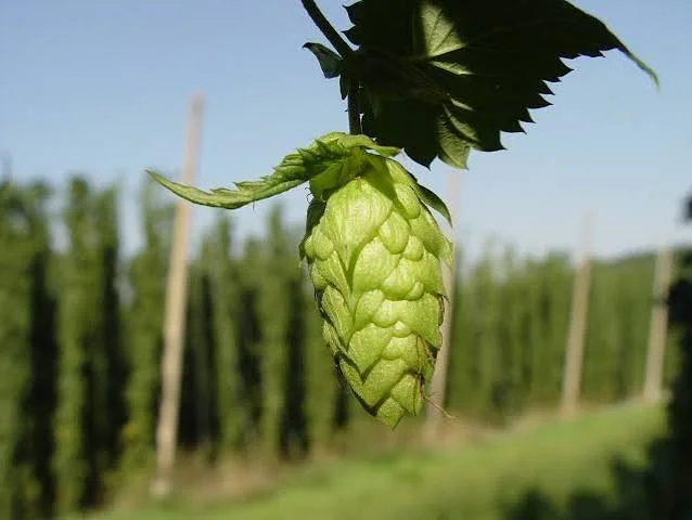 Hops…
