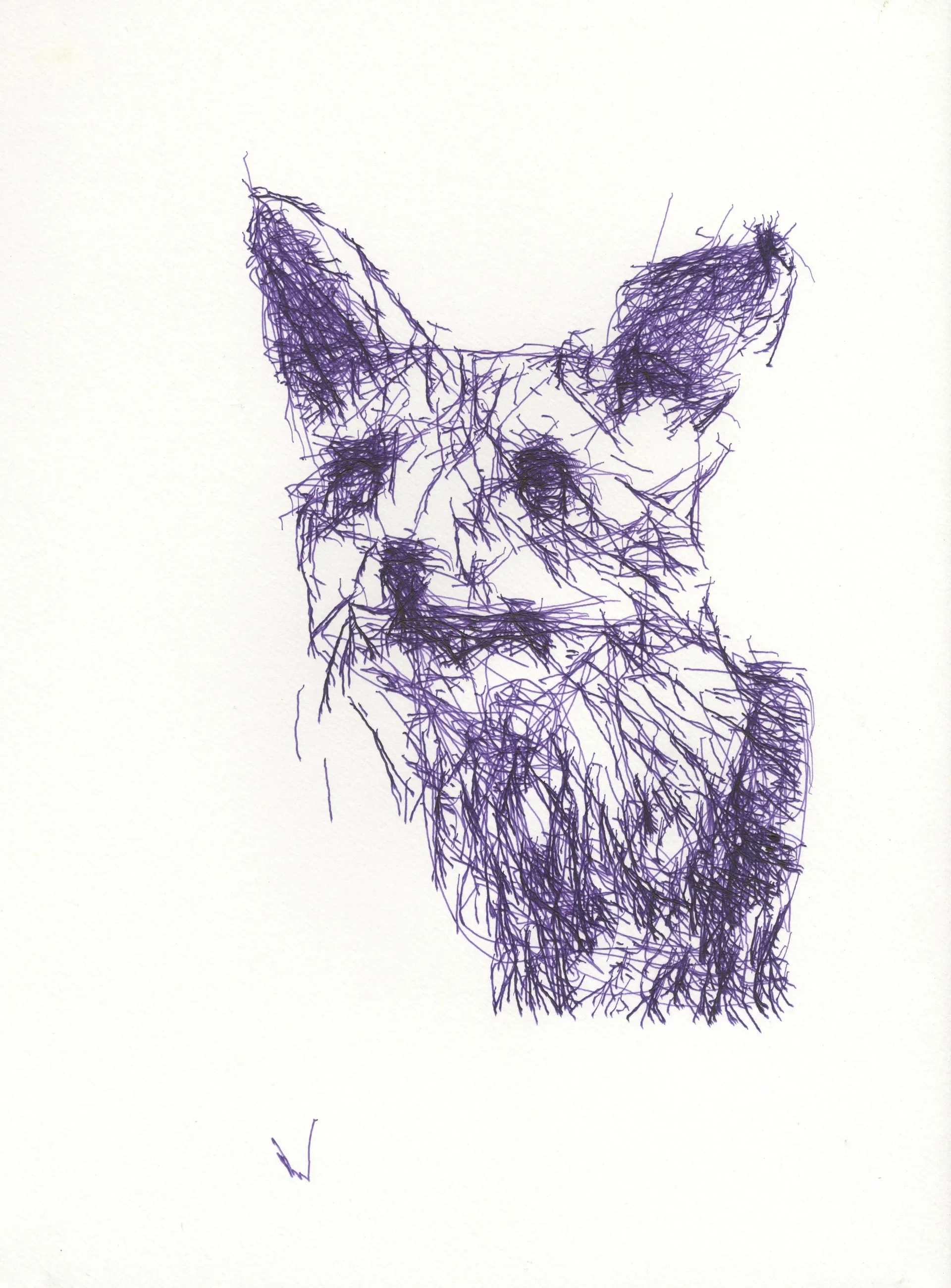 Renard