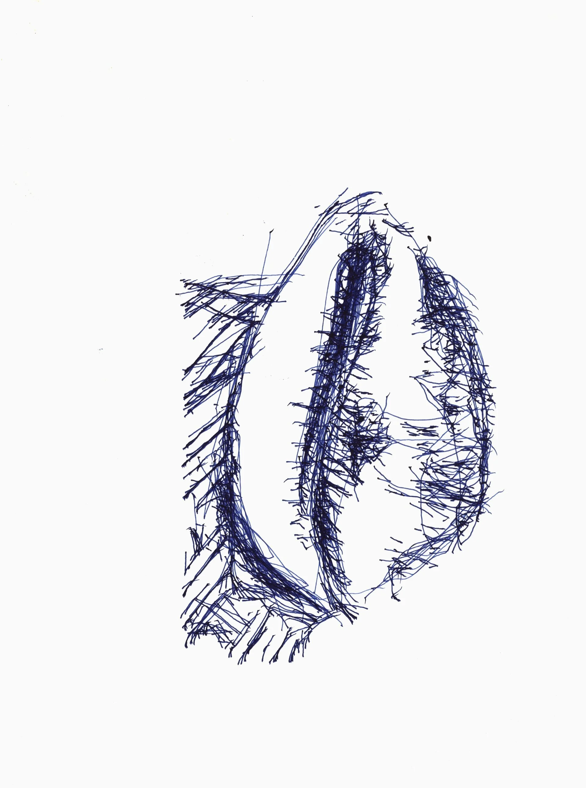 Cauri