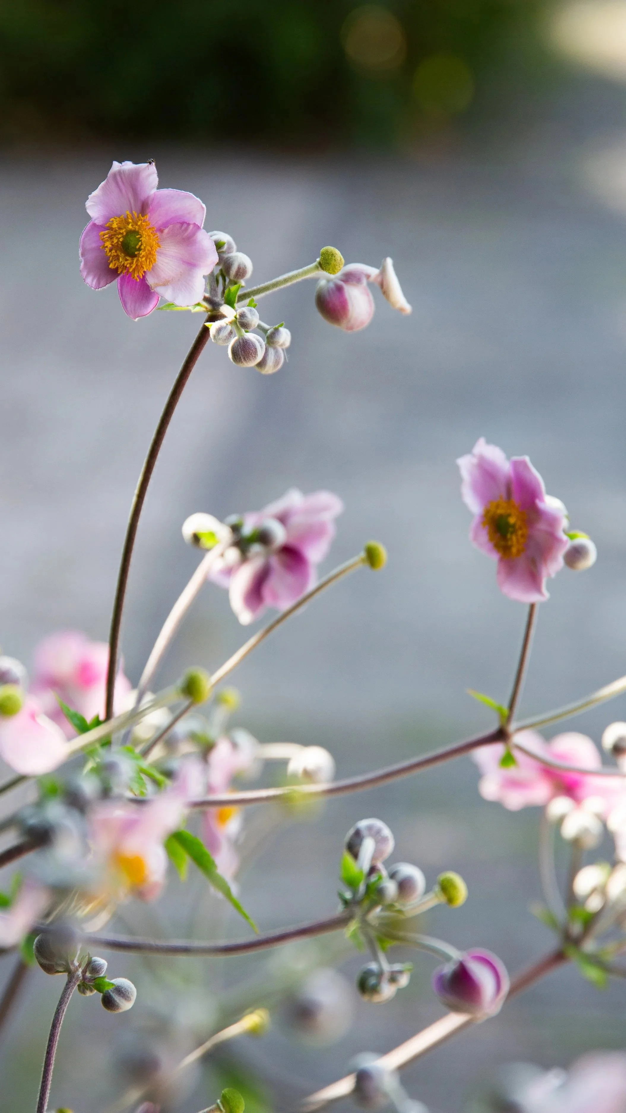 Detailfoto van roze en witte bloemen met zachte onscherpe achtergrond.