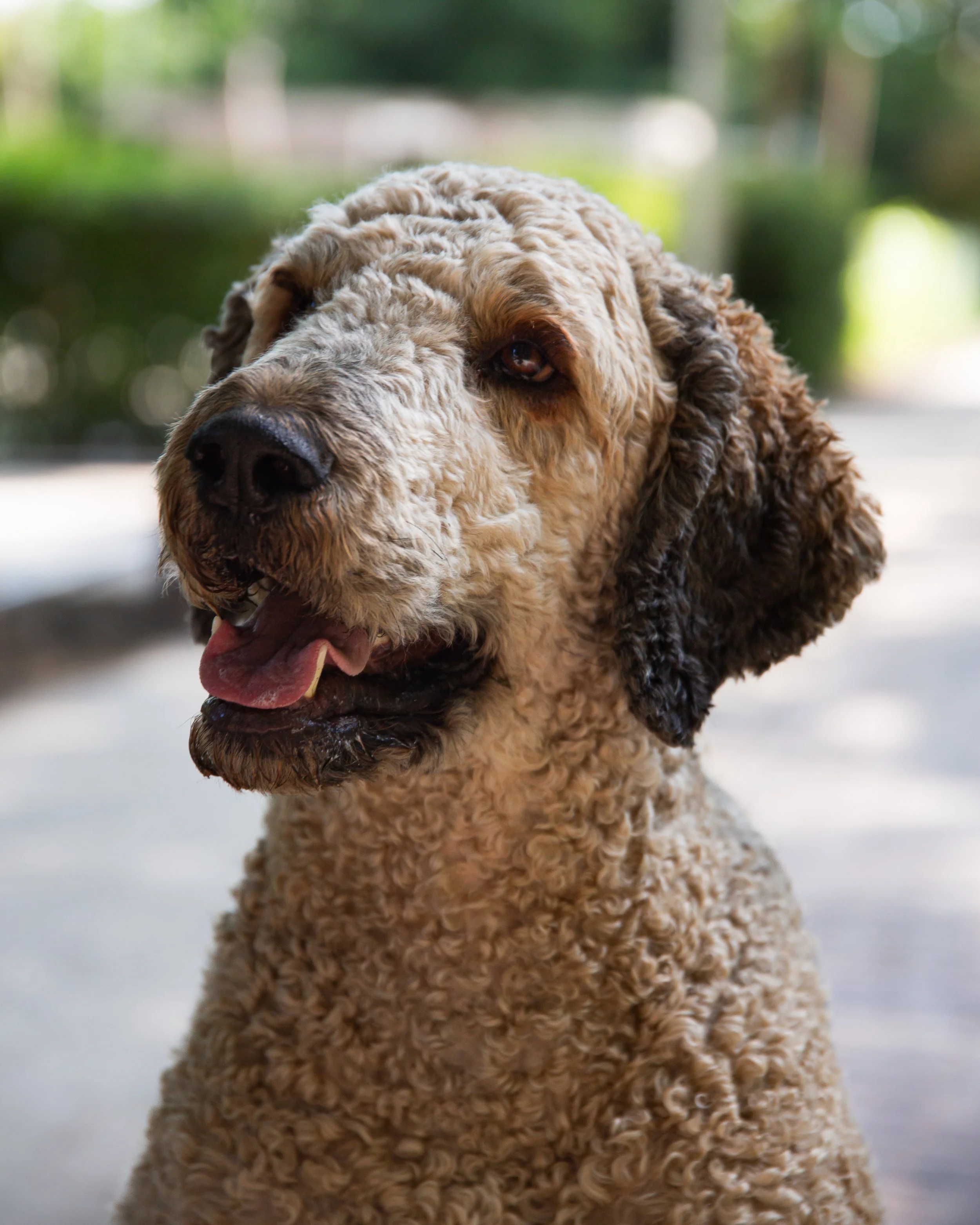 Hondenportret buiten van een bruine hond met gekrulde vacht.