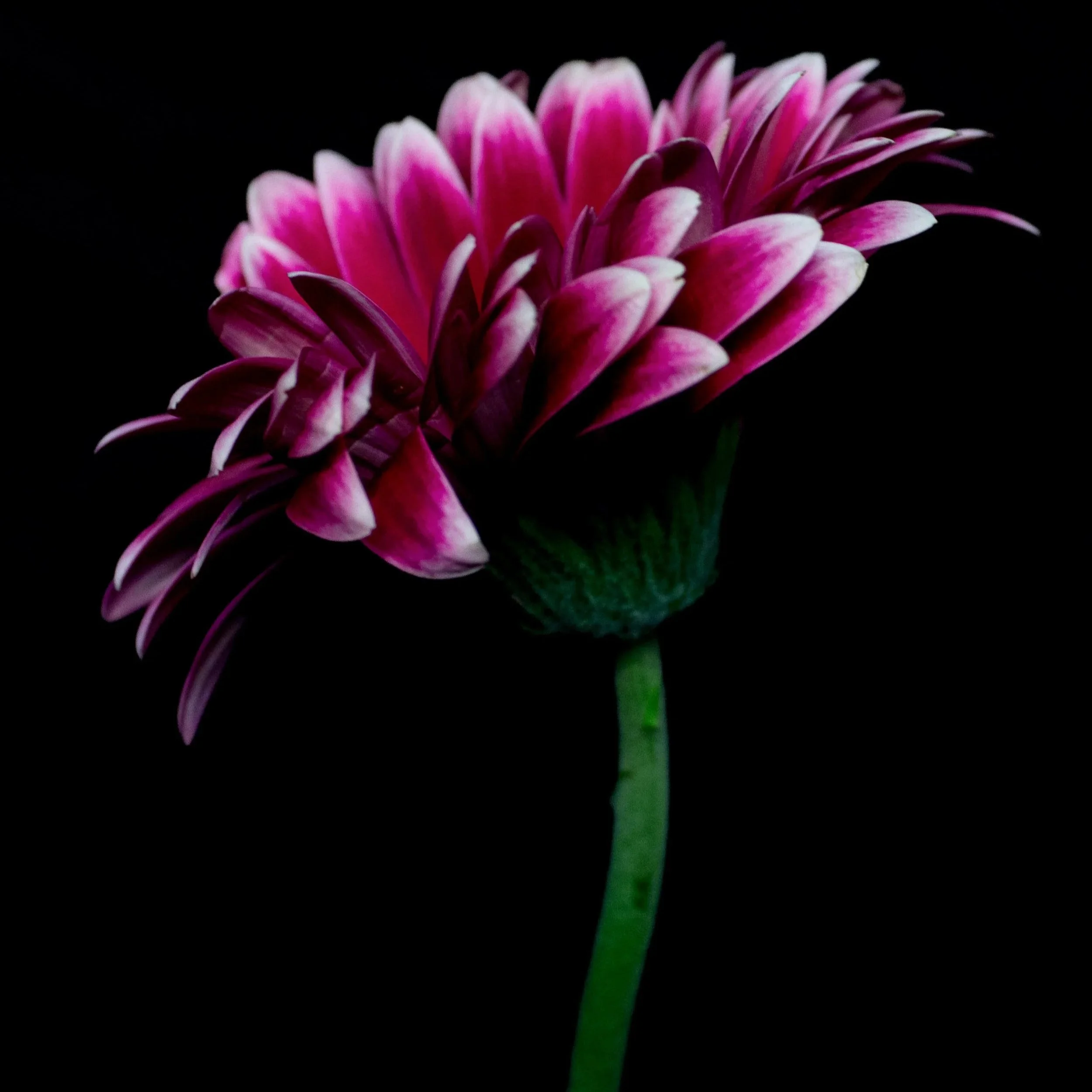 Close-up natuurfoto van een roze bloem tegen een donkere achtergrond