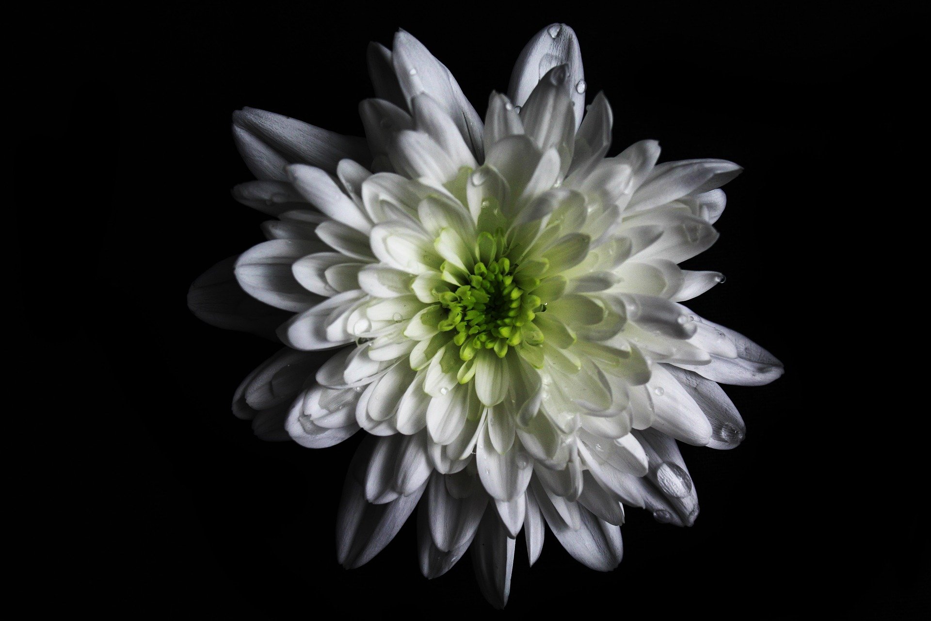 natwhitephotography-flower-1011420_1920.jpg