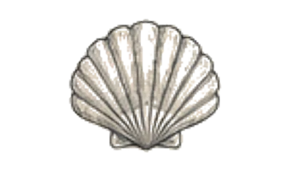 Scalloped Sea Shell