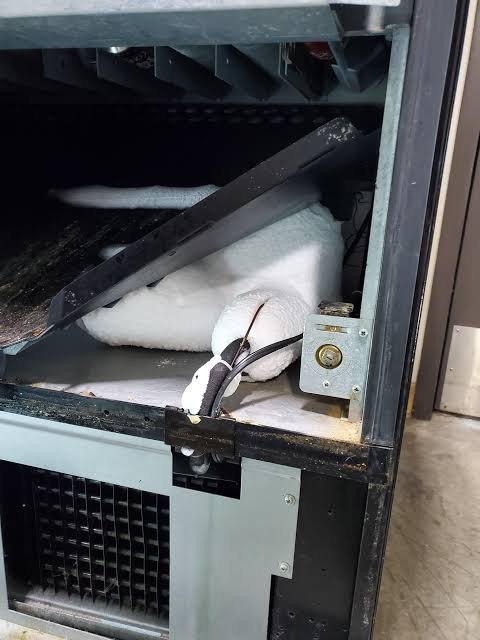 The interior of a broken or damaged appliance or machine, with a foam insulation piece, some wiring, and a metal lock mechanism visible inside.
