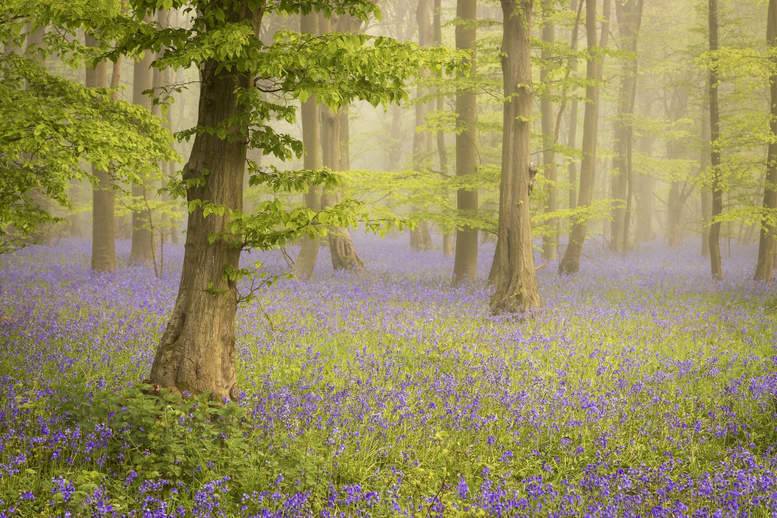 Chalkney Woods - Essex
