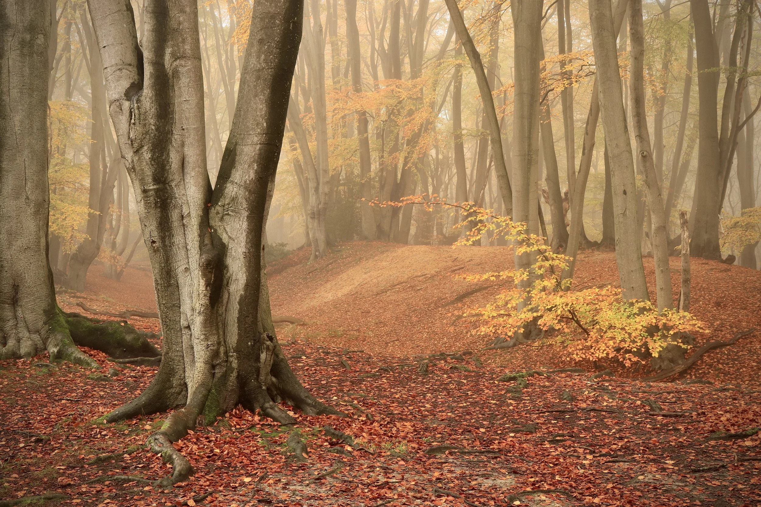 Ambresbury Banks - Essex