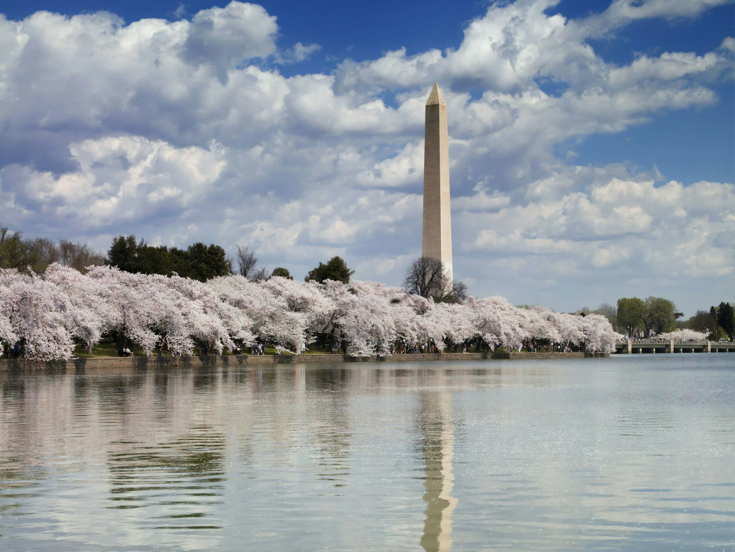 Washington monument during cherry blossom season.