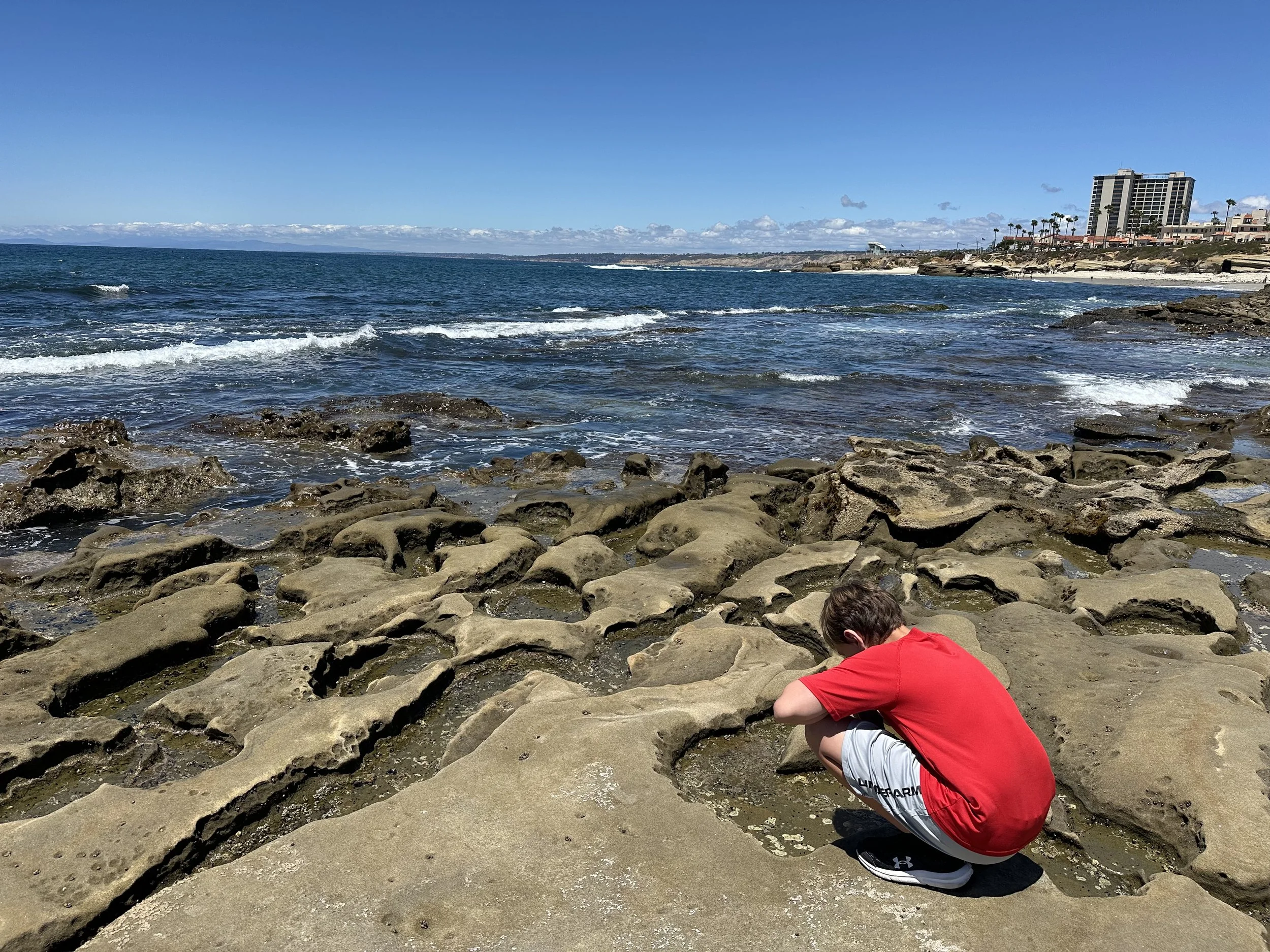 Rocky beach in La Jolla, California with buildings and palm trees in the background under a blue sky.
