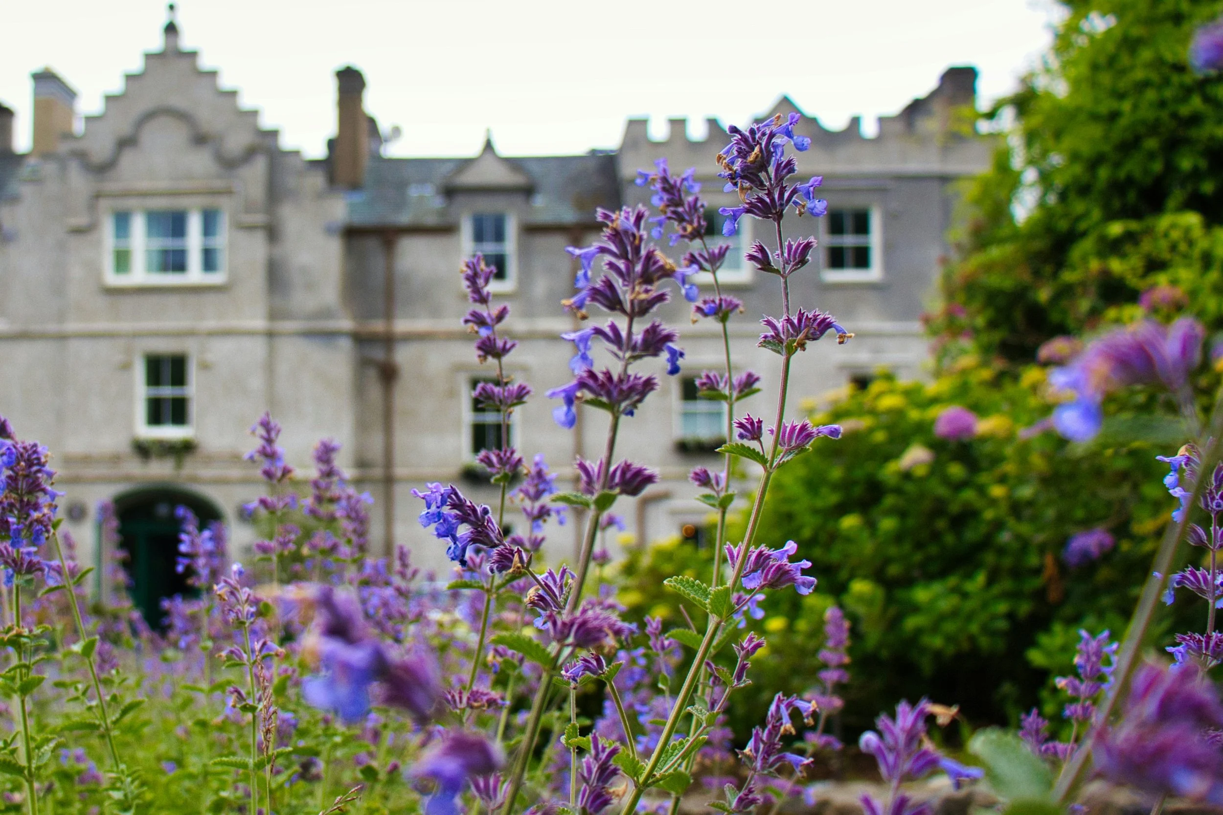 Purple flowers in the foreground with an old stone building and green trees in the background.