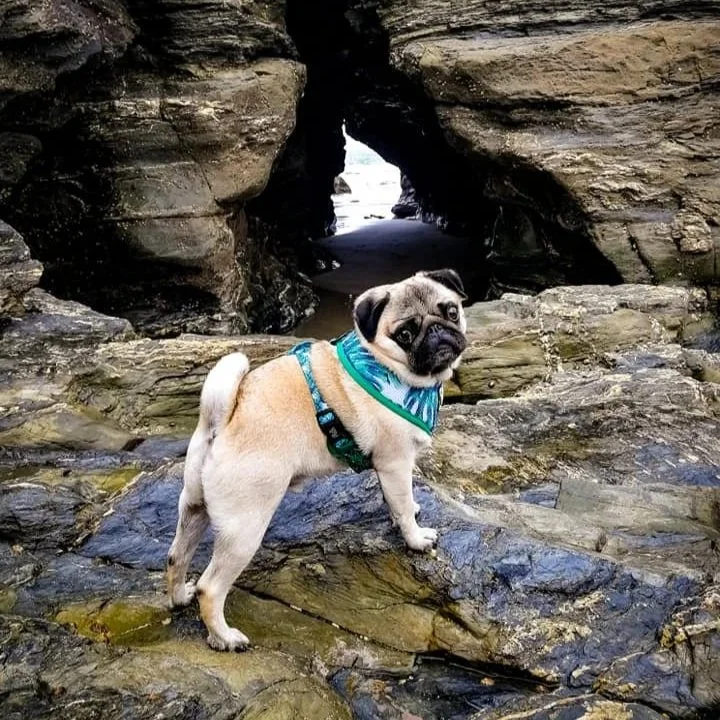 A pug dog with a blue bandana standing on rocks at a rocky beach with a sea cave in the background.
