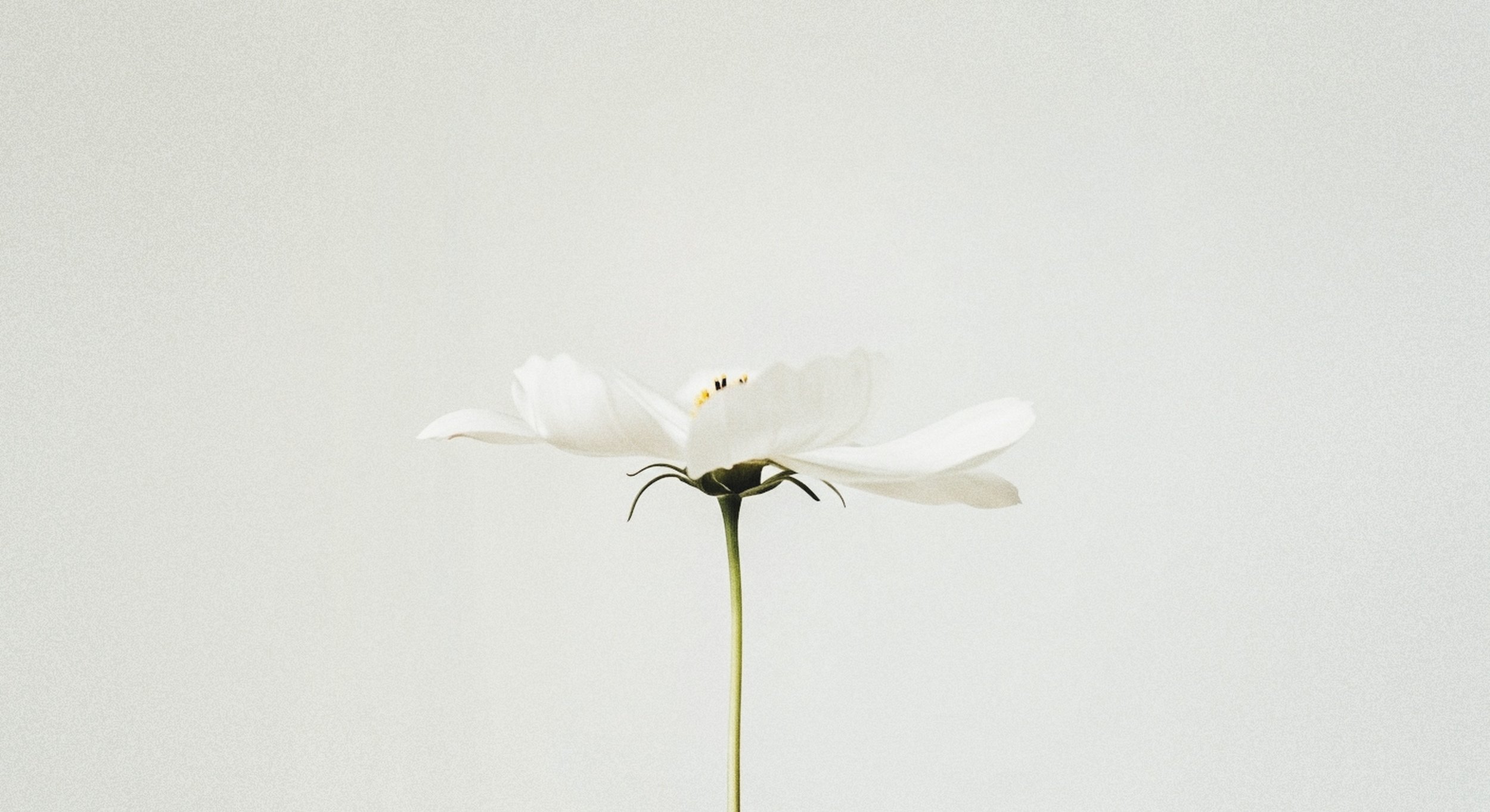 A white flower with delicate petals and a slender green stem, positioned against a plain, light background.