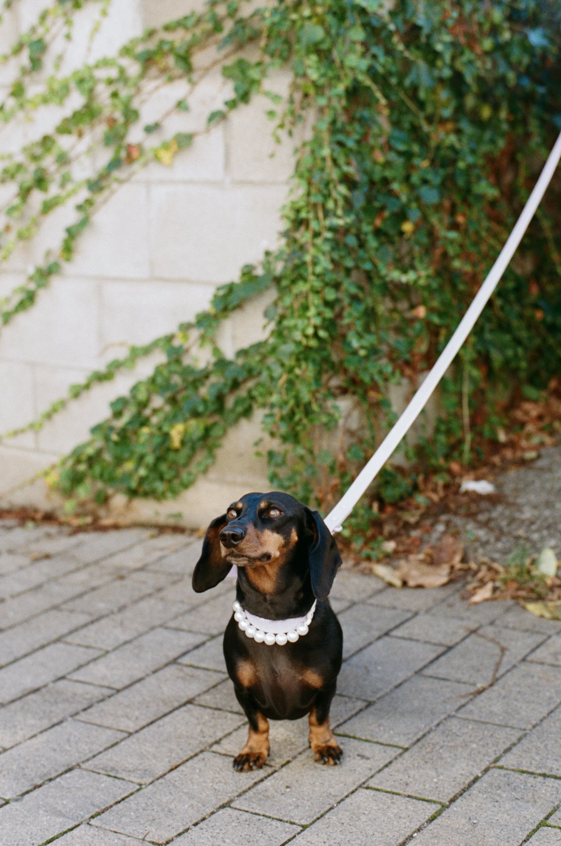 A dachshund wearing a pearl collar 