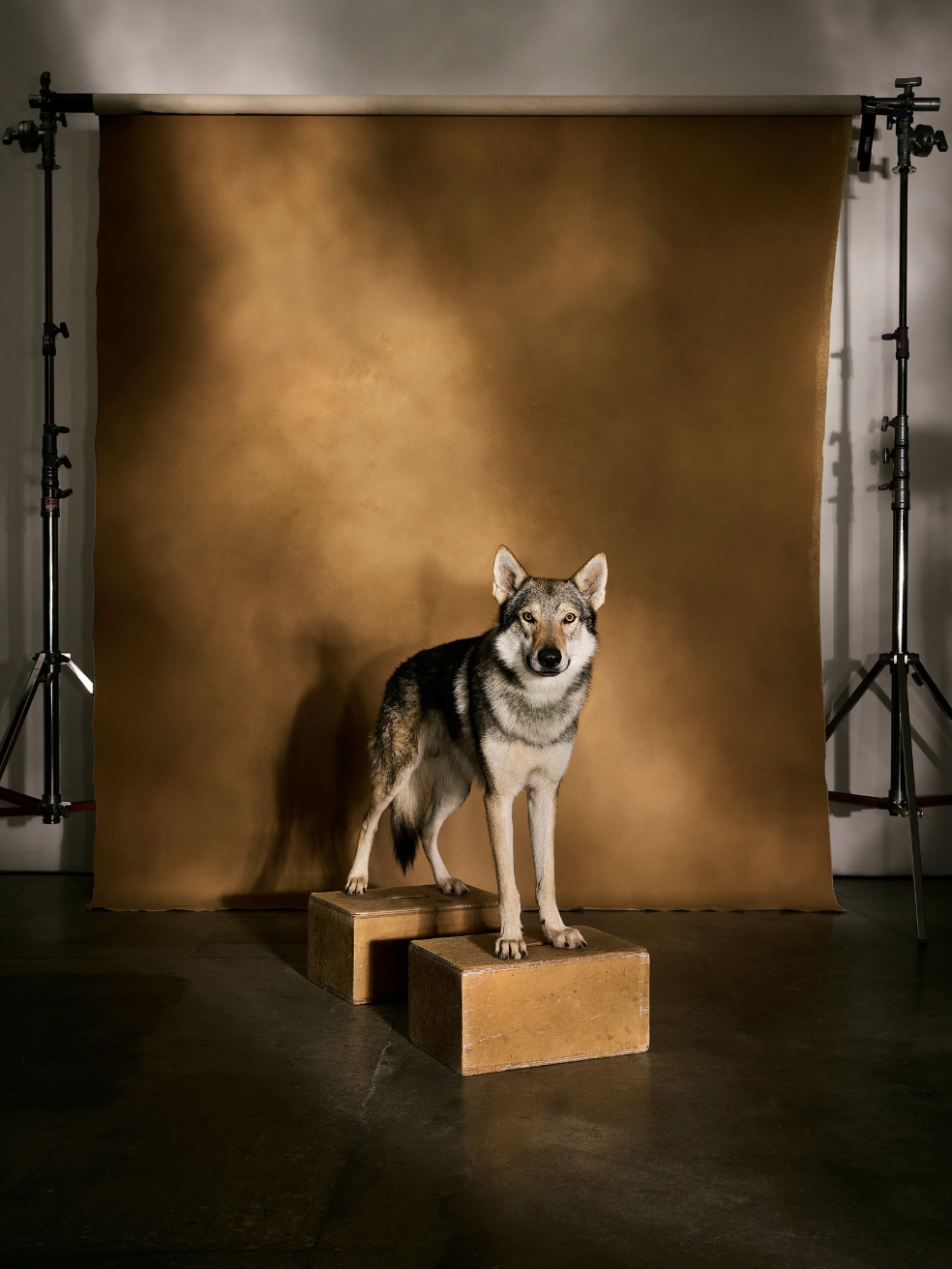 A Vlcak (Czechoslovakian Wolfdog) stands on two apple boxes with a brown seamless paper in the background.