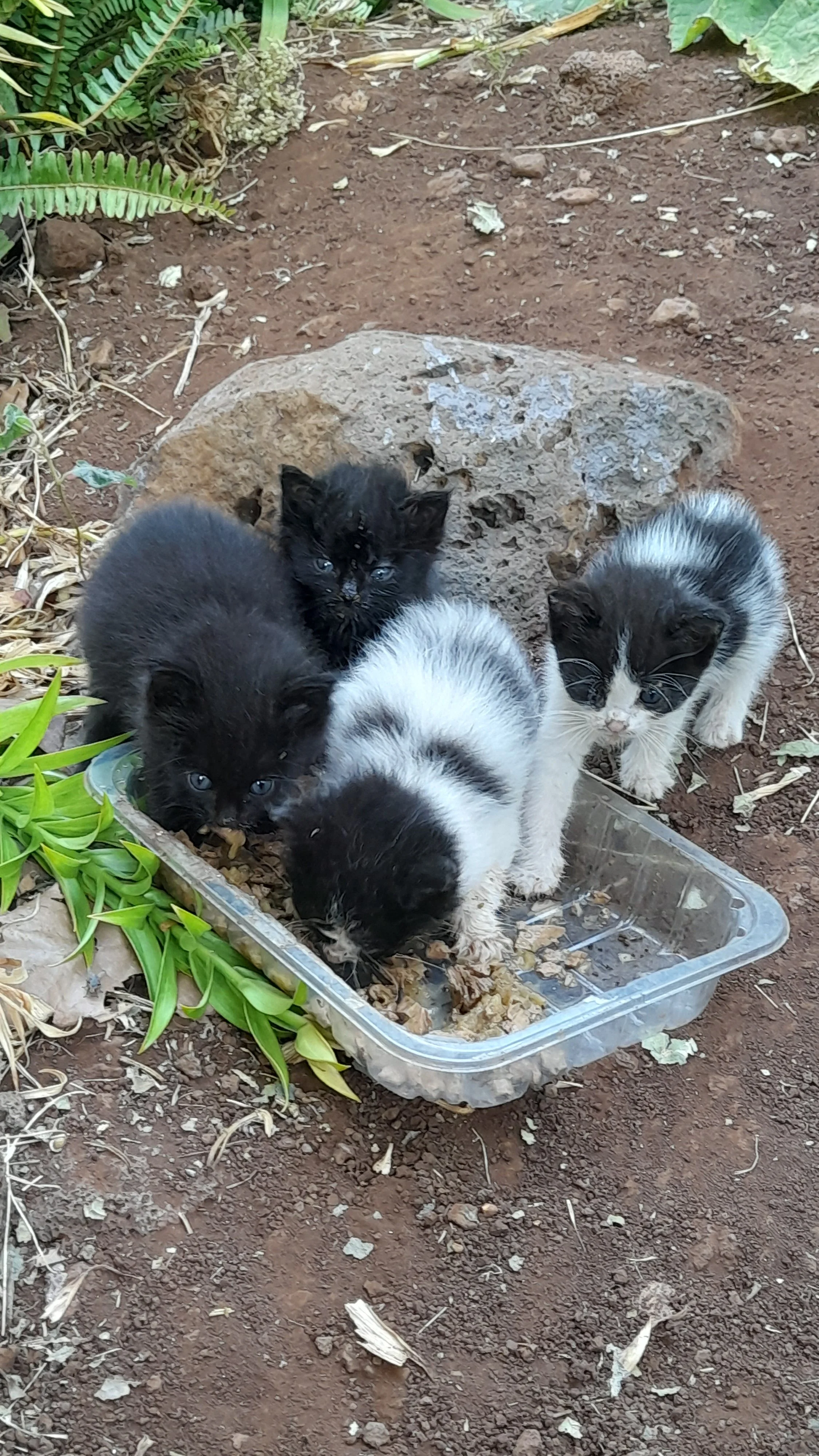 Cinco gatitos negros y blancos están comiendo en un plato de plástico en la tierra con plantas verdes alrededor.