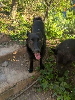 Perro negro en un campo con vegetación y árboles, mirando hacia la cámara con la lengua fuera.