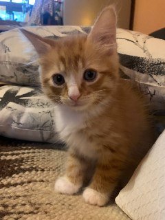 Un gato joven de color naranja con manchas blancas en el pecho y patas, mirando hacia adelante en una cama.