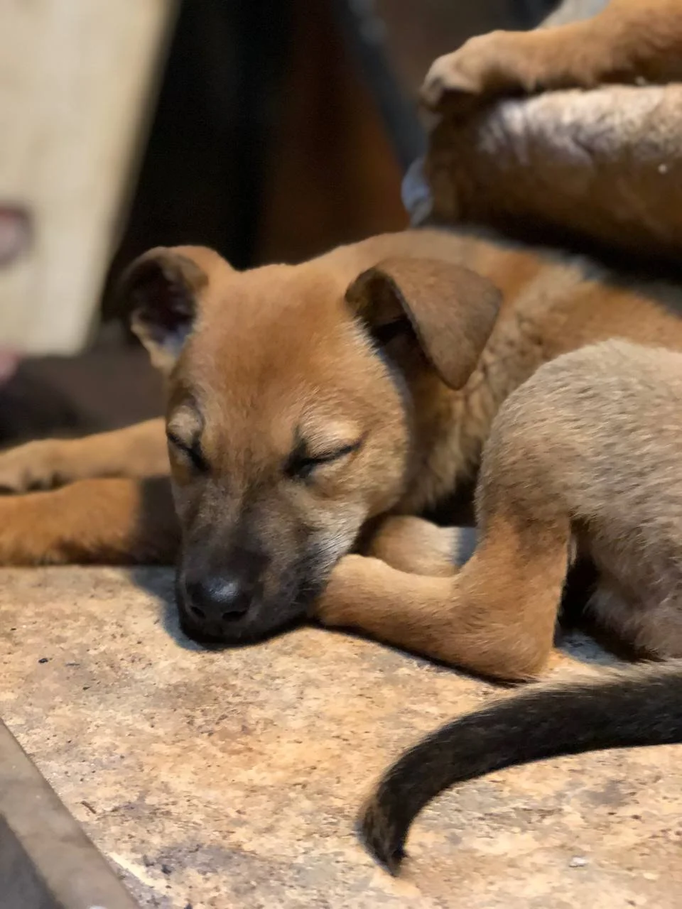 Cachorro de raza pequeña durmiendo en el suelo de piedra con ojos cerrados.