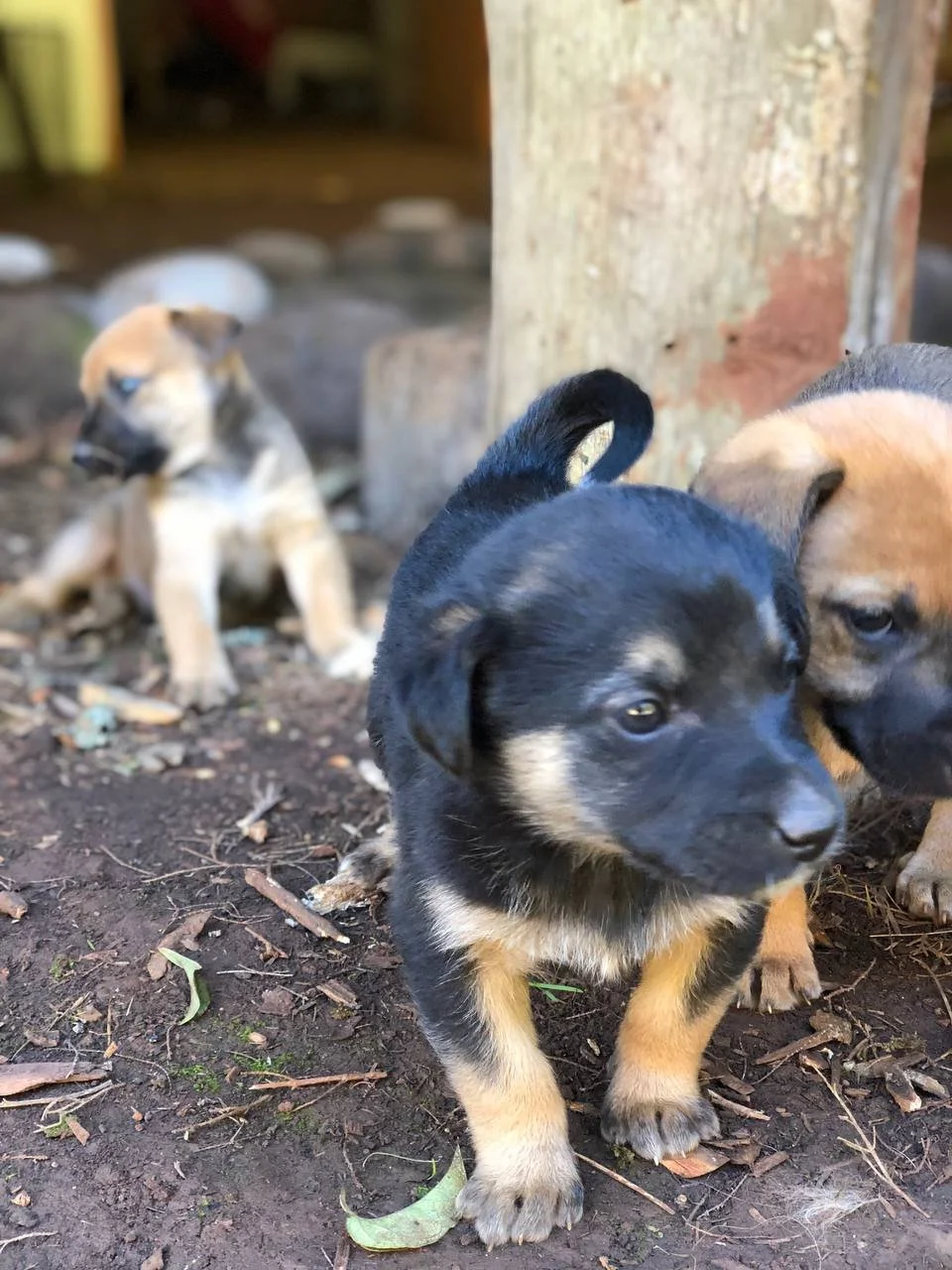 Tres cachorros de perros de apariencia mestiza, uno negro con patas claras, otro beige con negro, y otro en el fondo beige con manchas oscuras, en un área de tierra con hojas secas y cerca de un árbol.