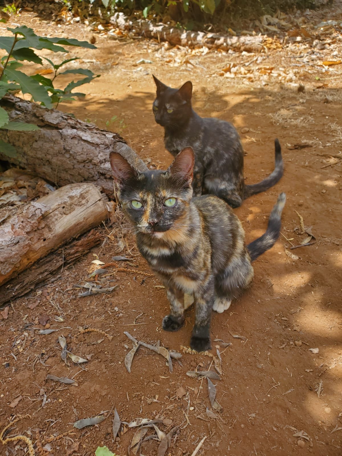 Dos gatos en un suelo de tierra, uno con pelaje de colores mezclados y ojos verdes, y otro negro con manchas blancas y verdes. Hay troncos y hojas alrededor.