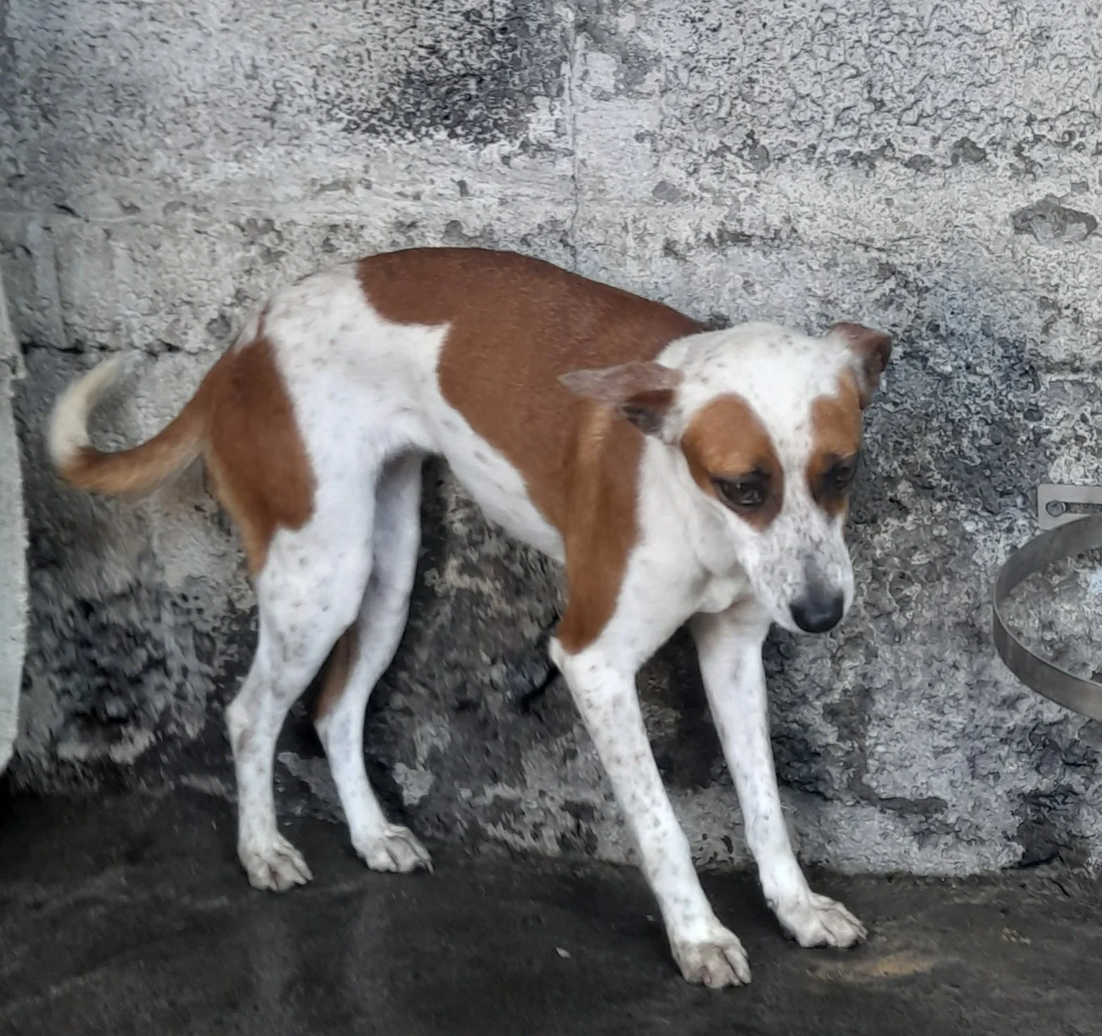 Perro callejero con manchas blancas y marrones, recostado sobre suelo de piedra junto a pared de piedra.