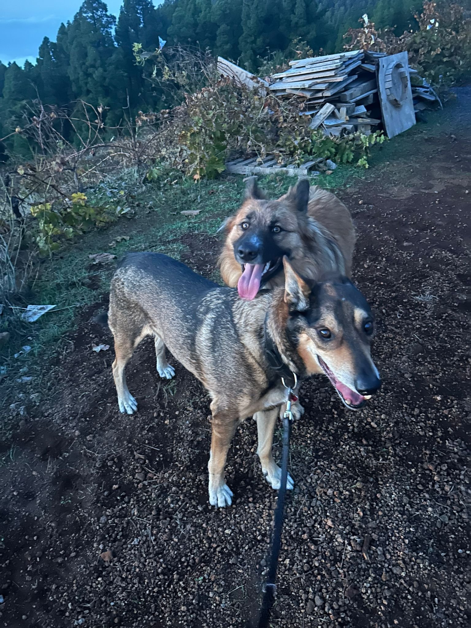 Dos perros, uno de color marrón con negro y otro gris con negro, en un camino de tierra en un entorno rural con árboles y montañas de fondo, y pilas de madera apiladas en el lado derecho.