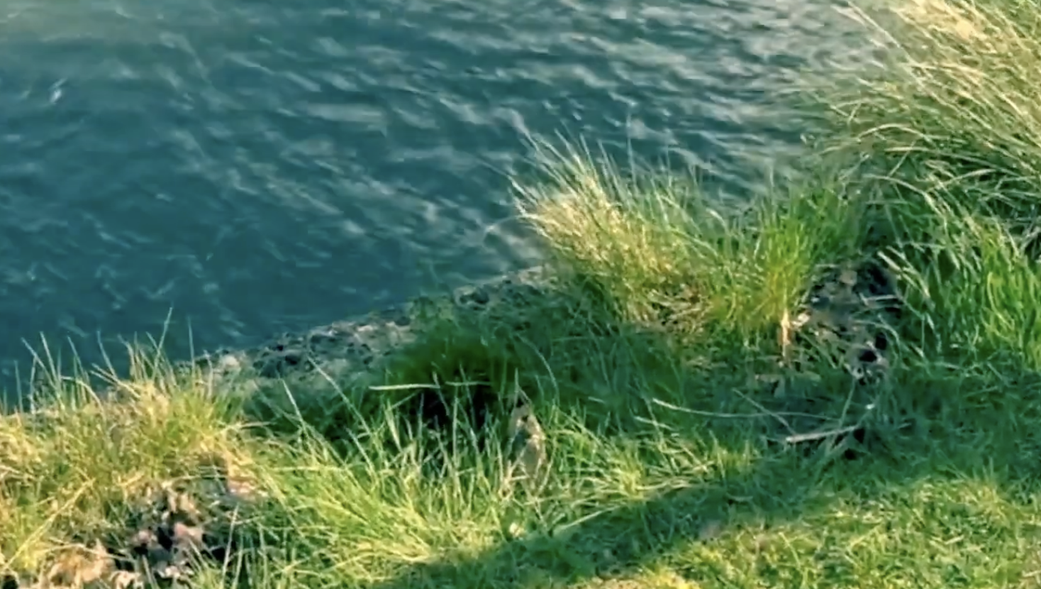 Video: Heideggerian Reflections on Practising Psychotherapy