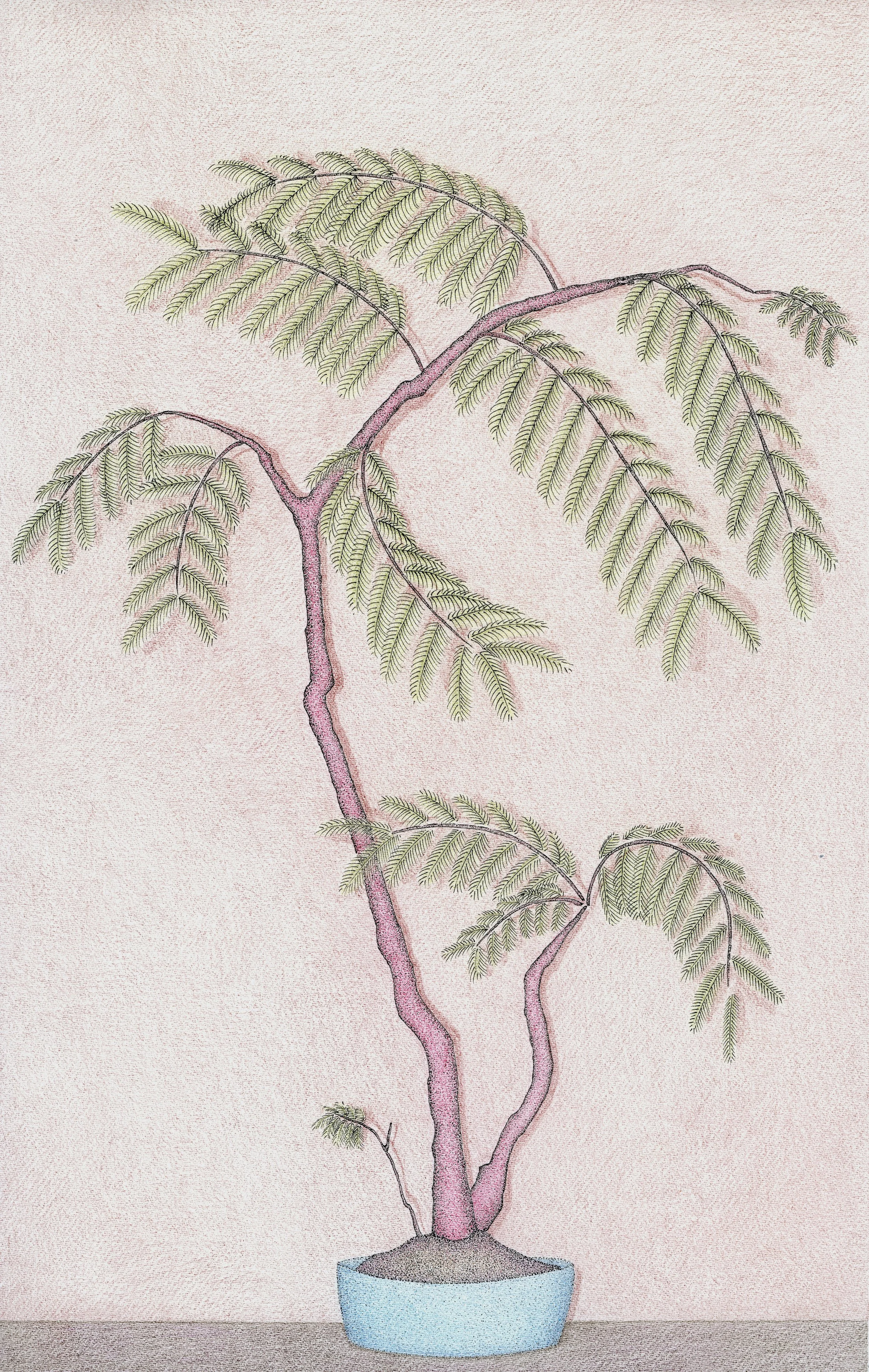 Bonsai Pine, Purple & Green