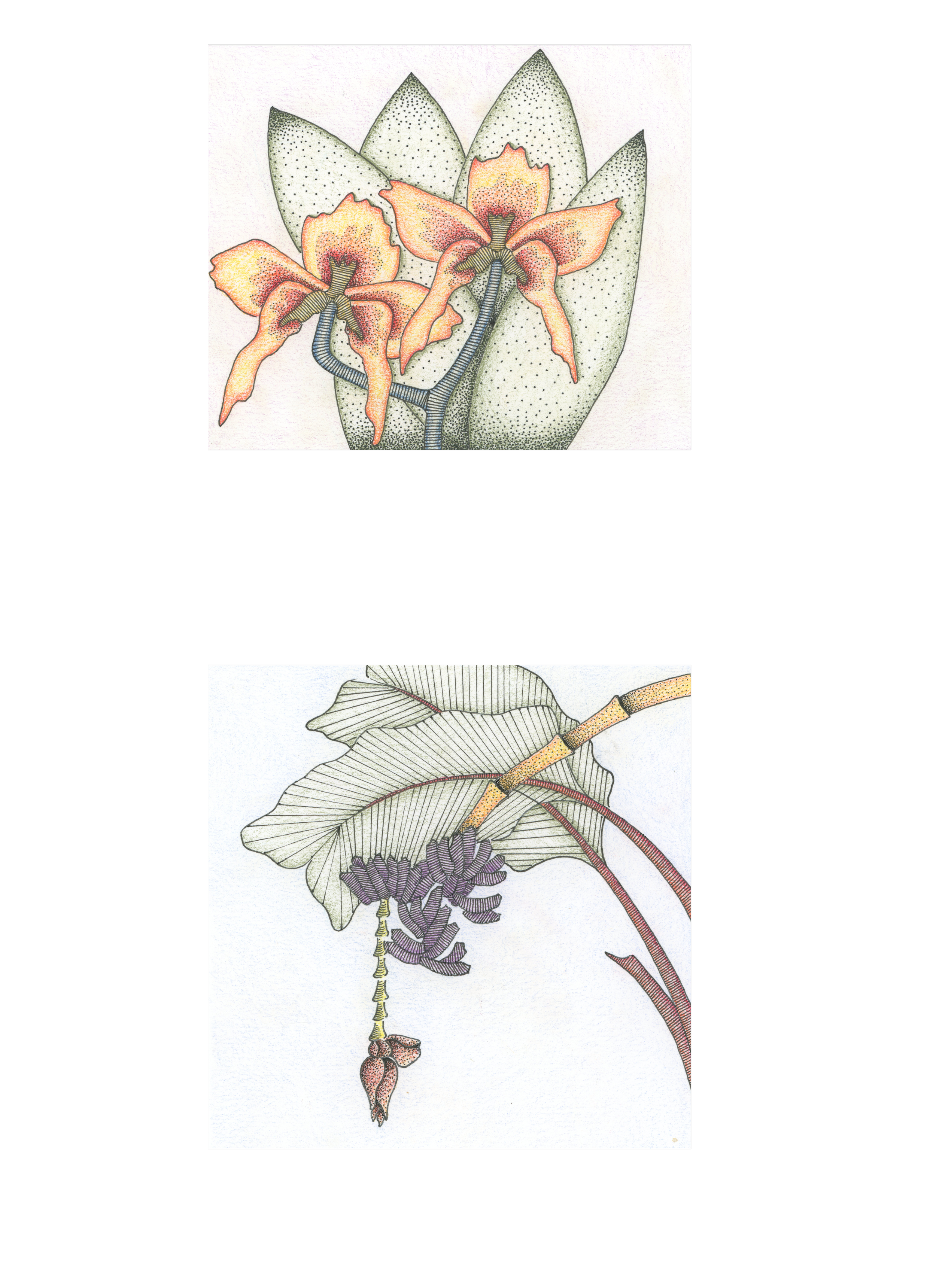 Orchid & Banana