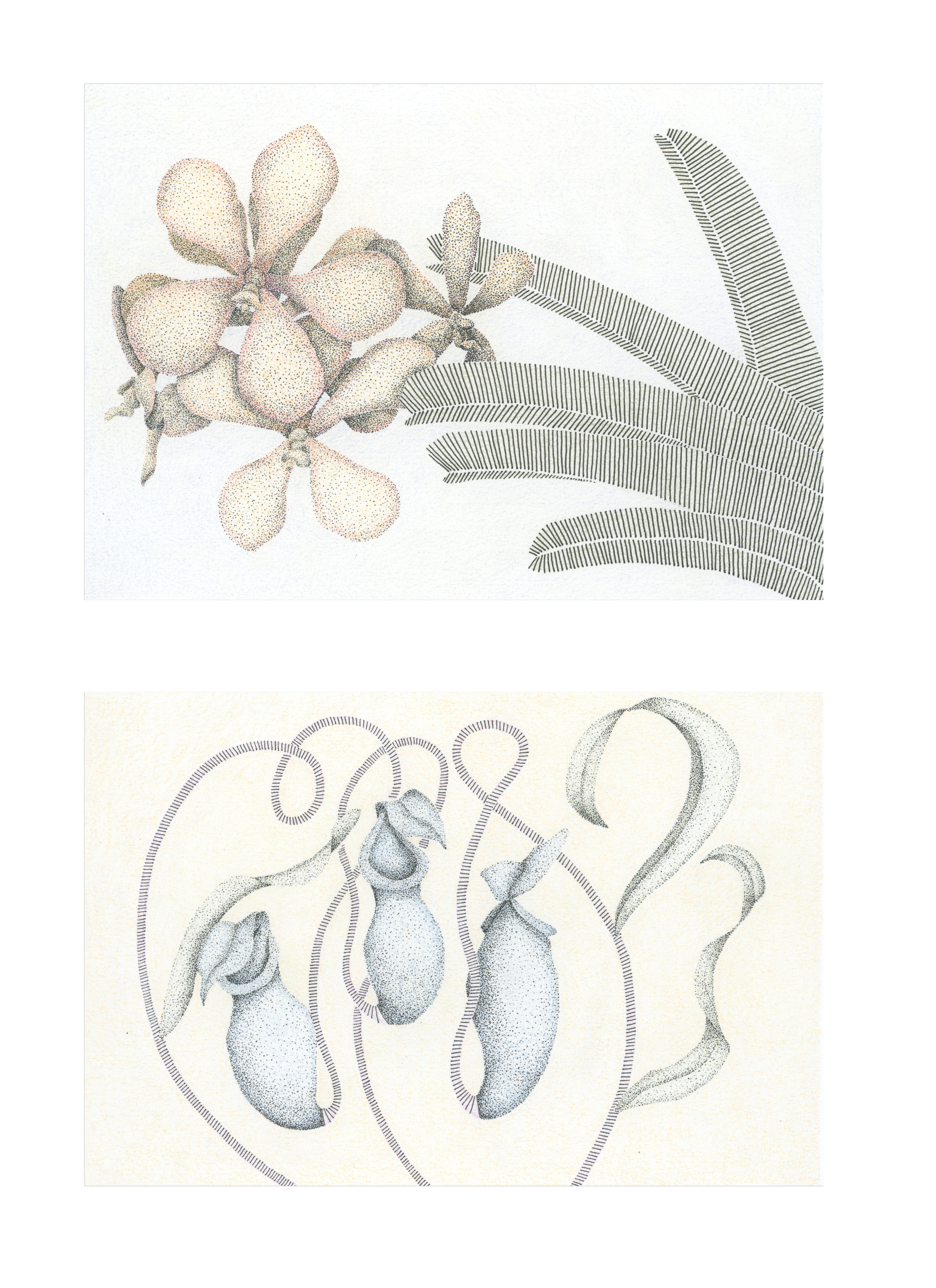 Pitch & Orchid