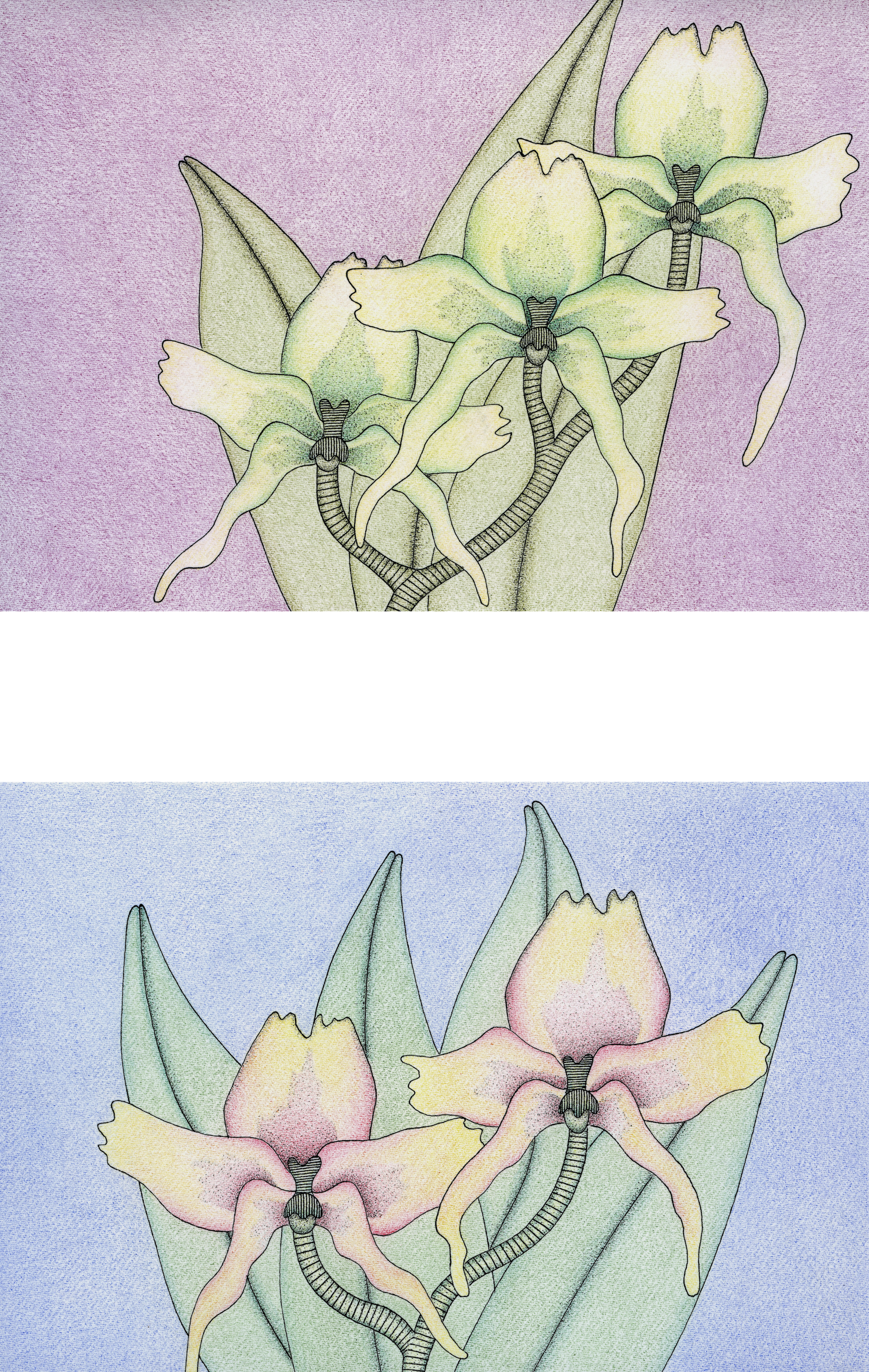 Orchids, Blue & Purple