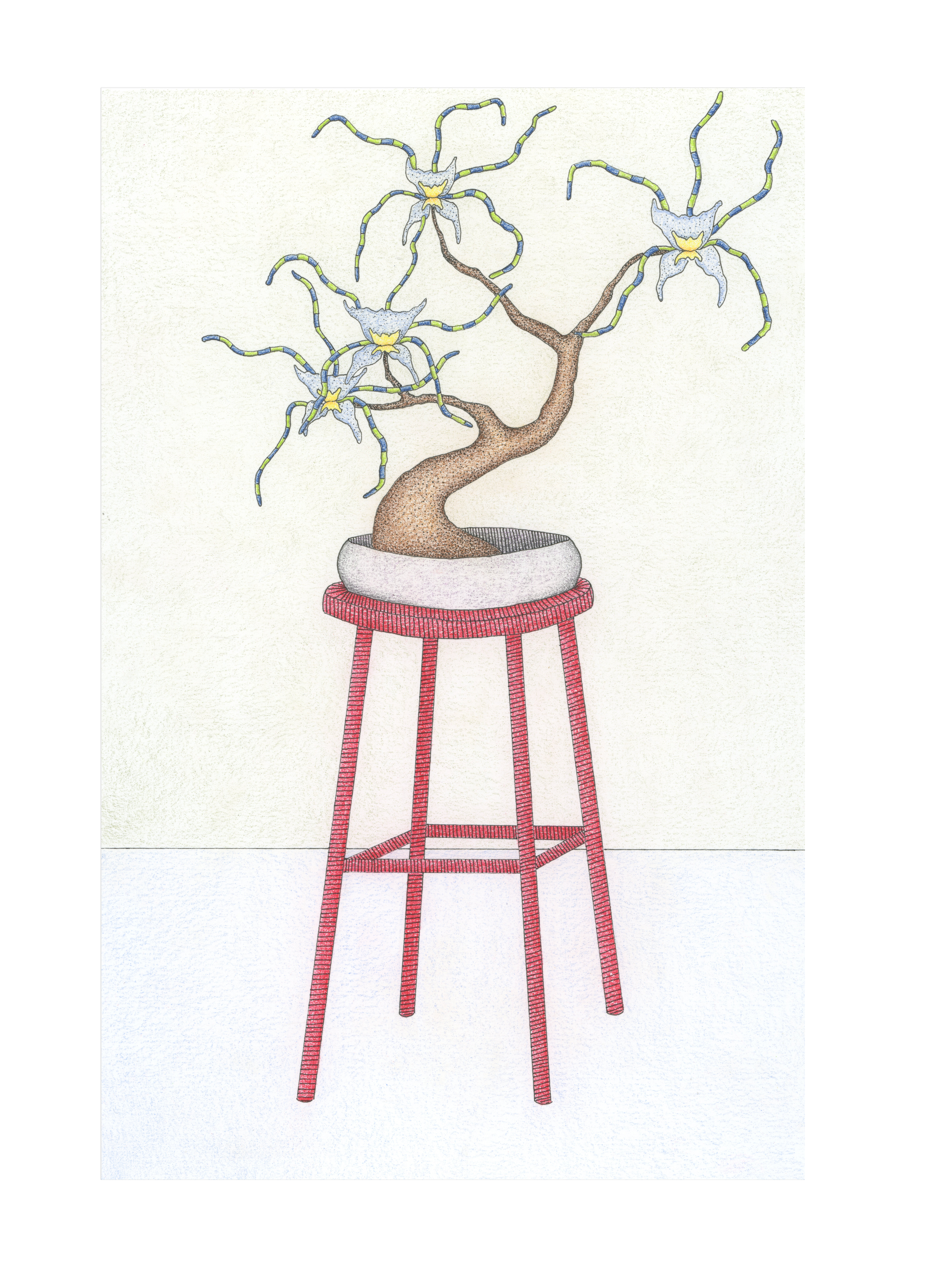 Spider Orchid, Red Stool
