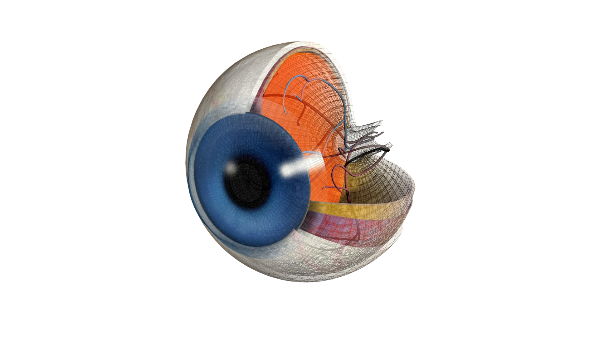 anatomical eye