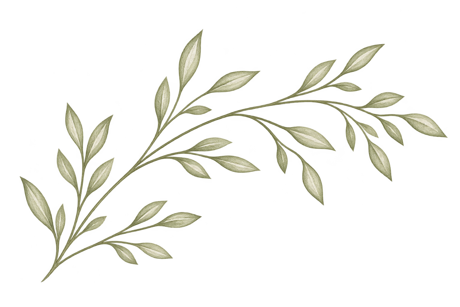 A digital illustration of a light-colored, leafy branch with multiple elongated leaves.