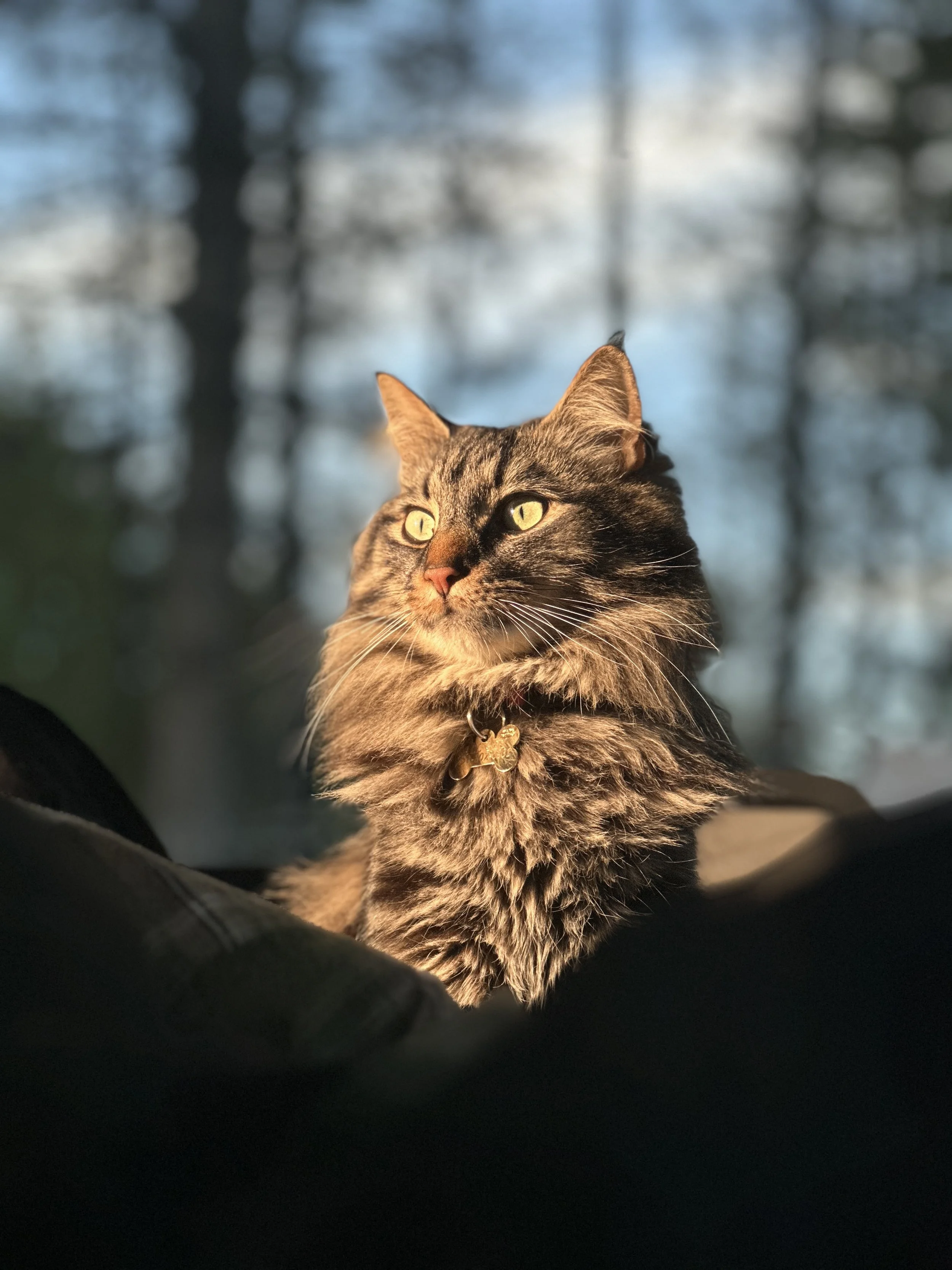 Close-up of a tabby cat with yellow eyes looking upward, wearing a collar with a tag, in a natural outdoor setting with blurred trees in the background.