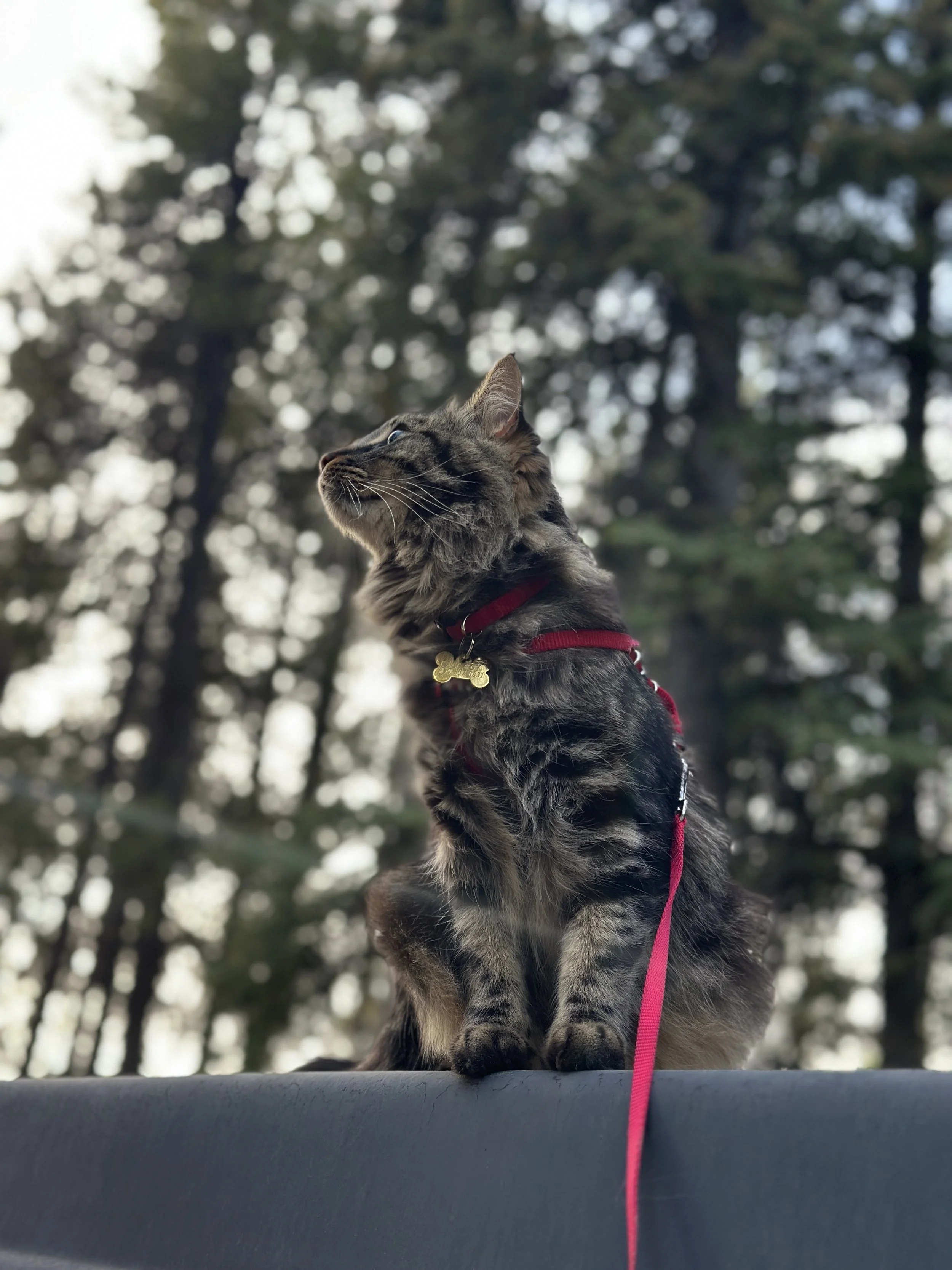 A tabby cat with a red leash and a gold tag, sitting on a black surface outdoors with a blurred background of tall trees and light filtering through the branches.