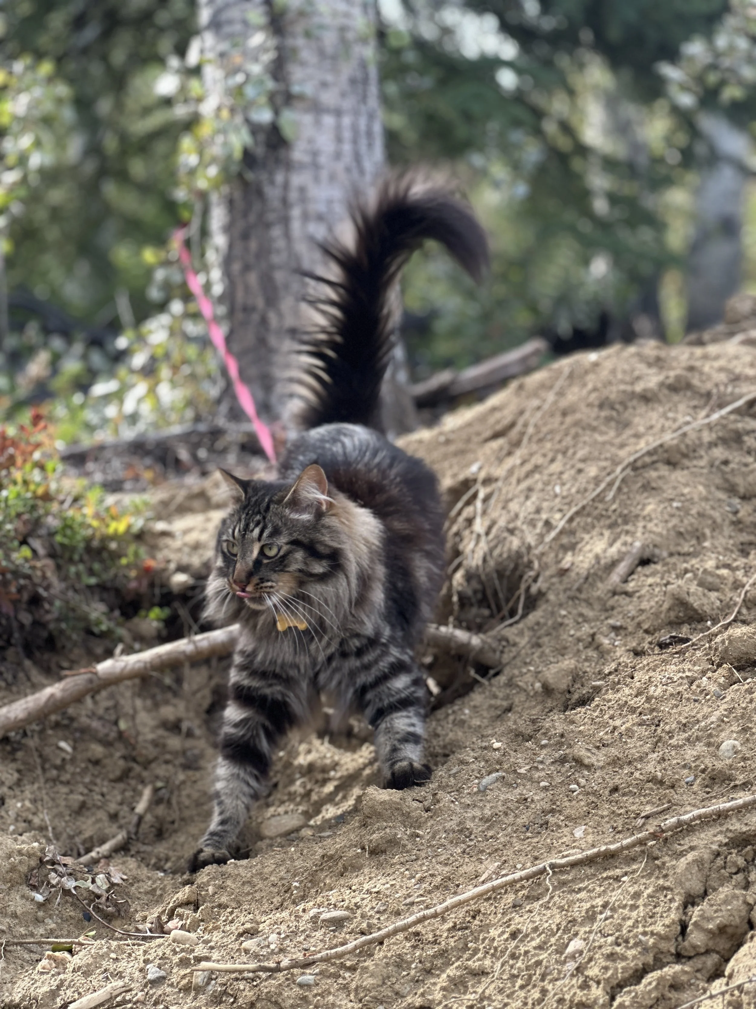 A tabby cat walking outdoors on dirt ground, with a tree and green foliage in the background, and a pink leash attached to the cat.