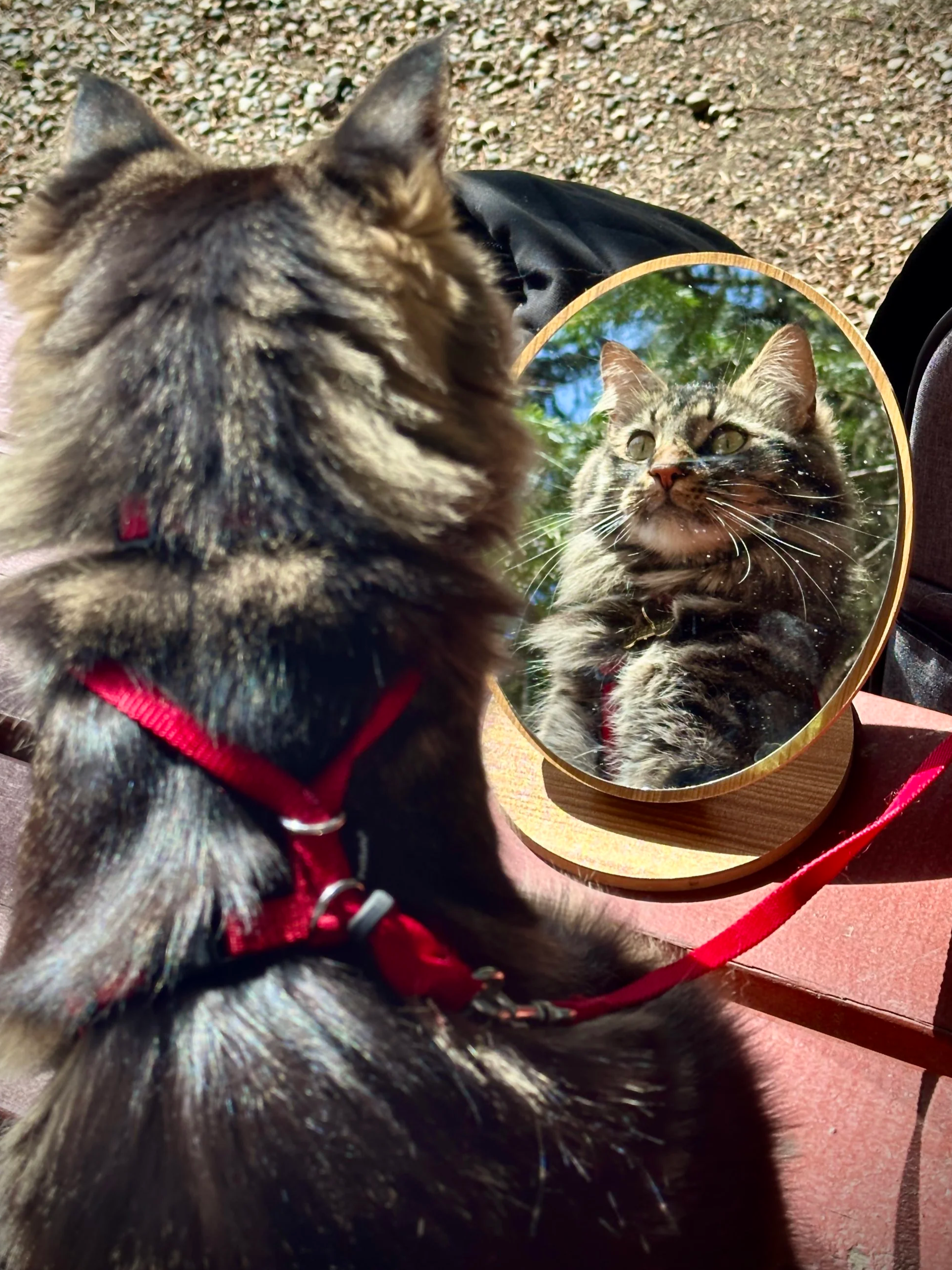 A tabby cat with yellow eyes looking into a round mirror, reflecting its face with greenery in the background. The cat is sitting outdoors on a red surface, wearing a red harness and leash.